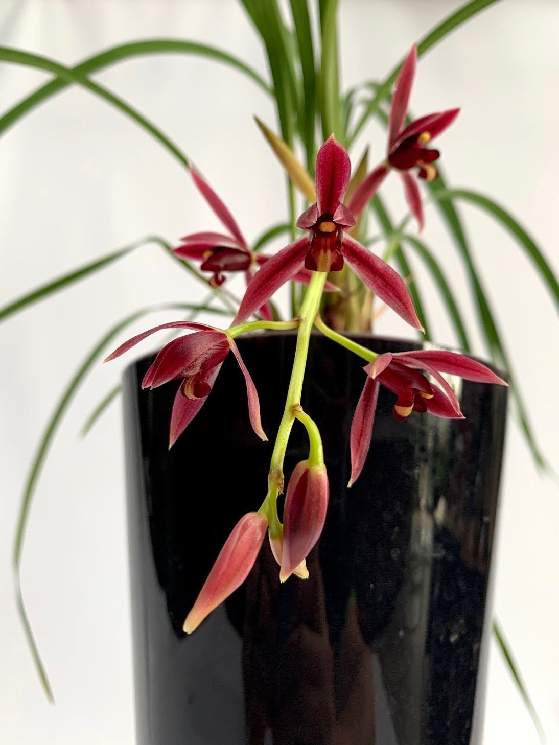 Cymbidium dayanum red