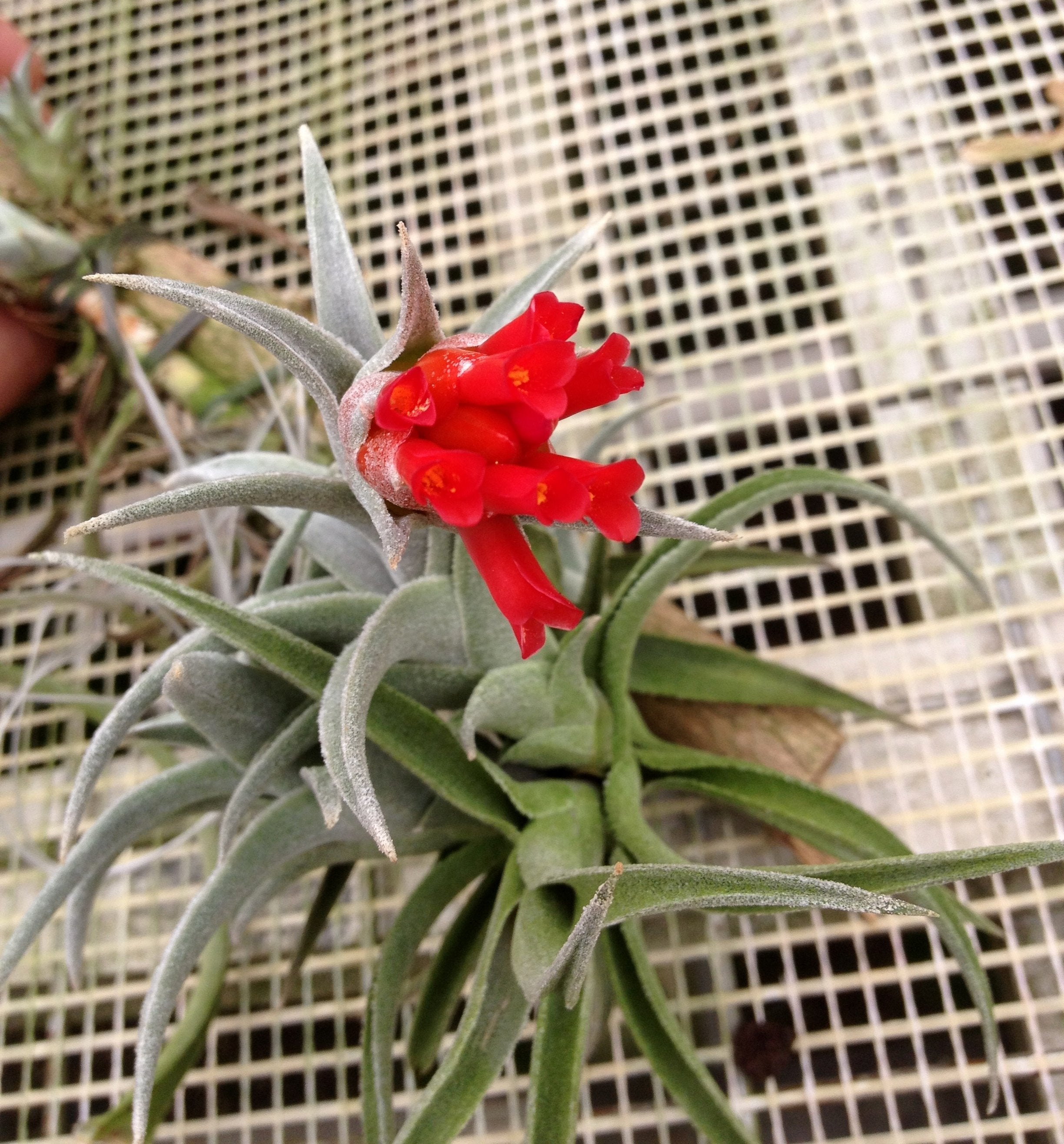 Tillandsia edithae
