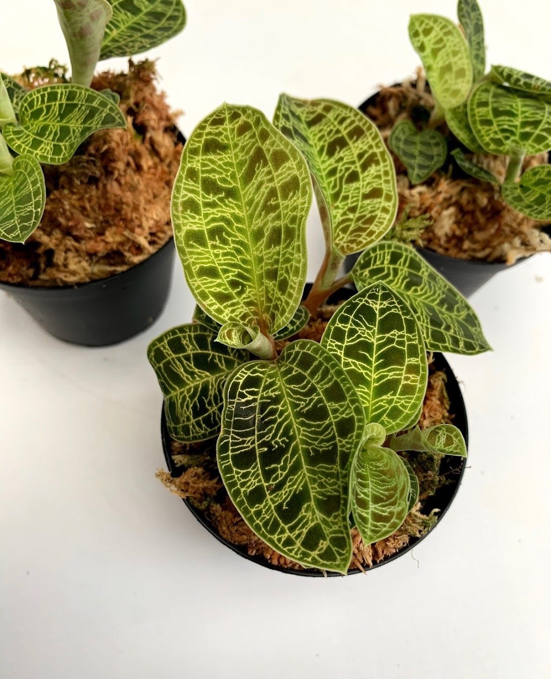 Macodes petola (1 plant per pot)