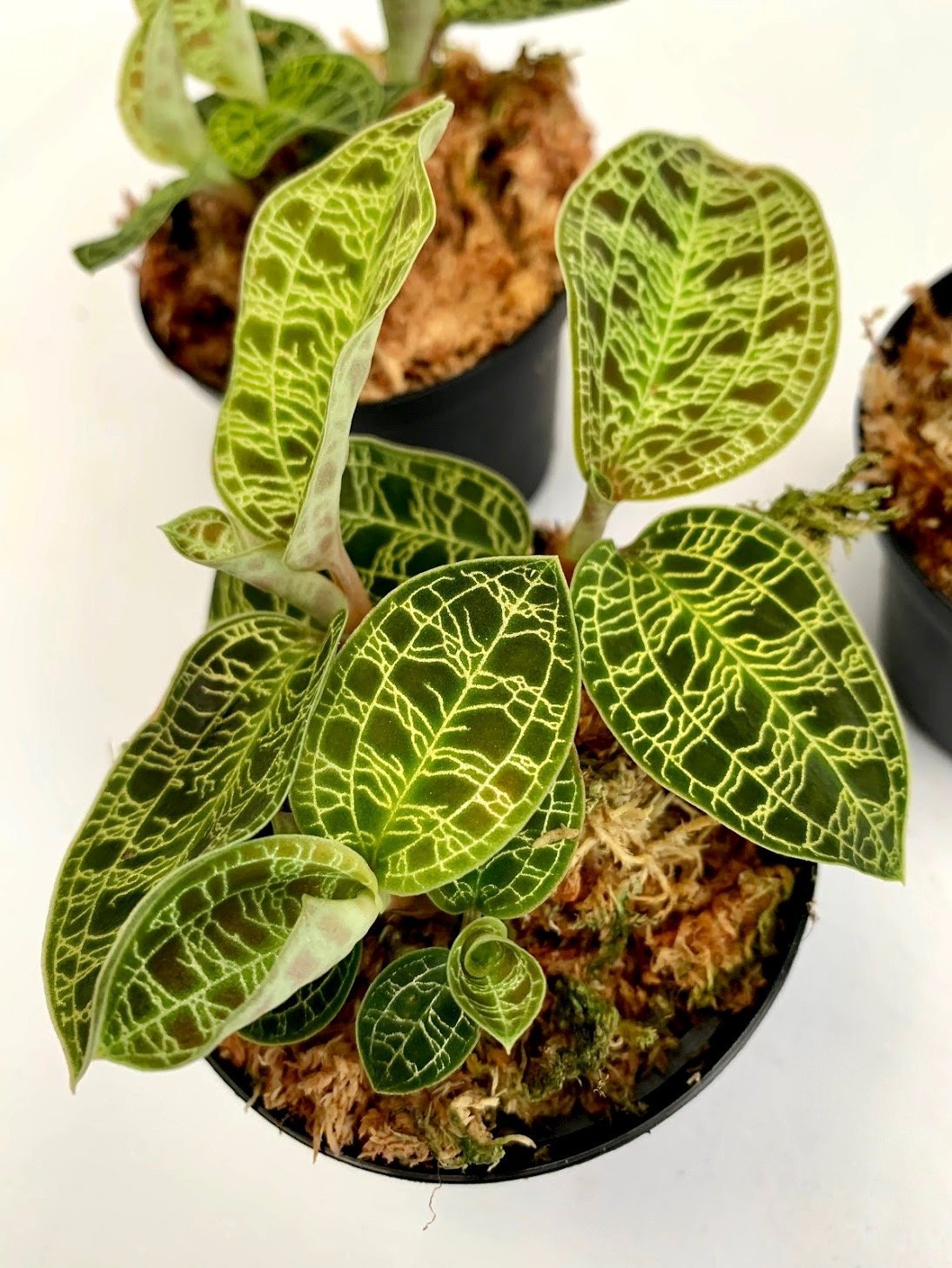 Macodes petola (1 plant per pot)