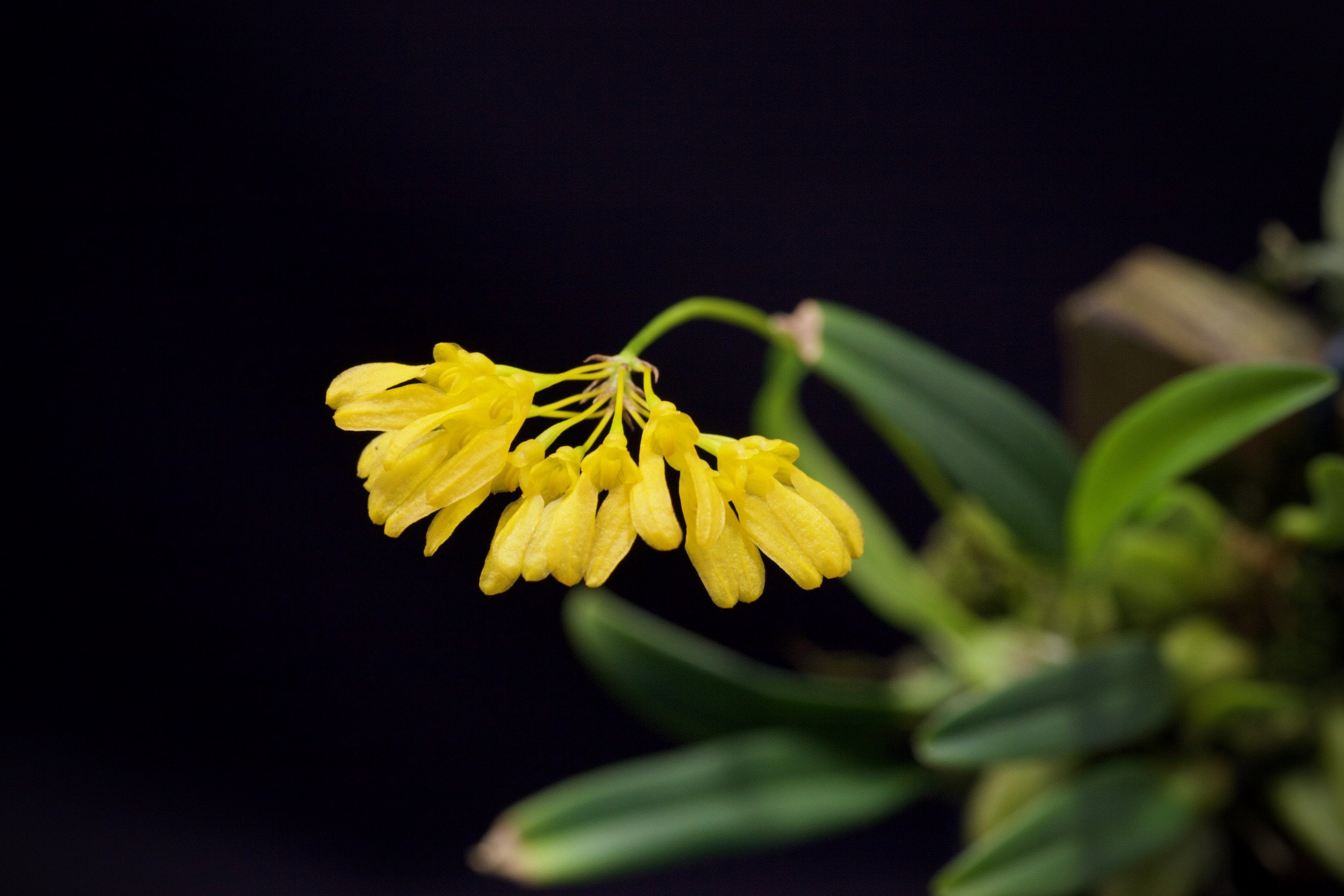 Bulbophyllum macroleum