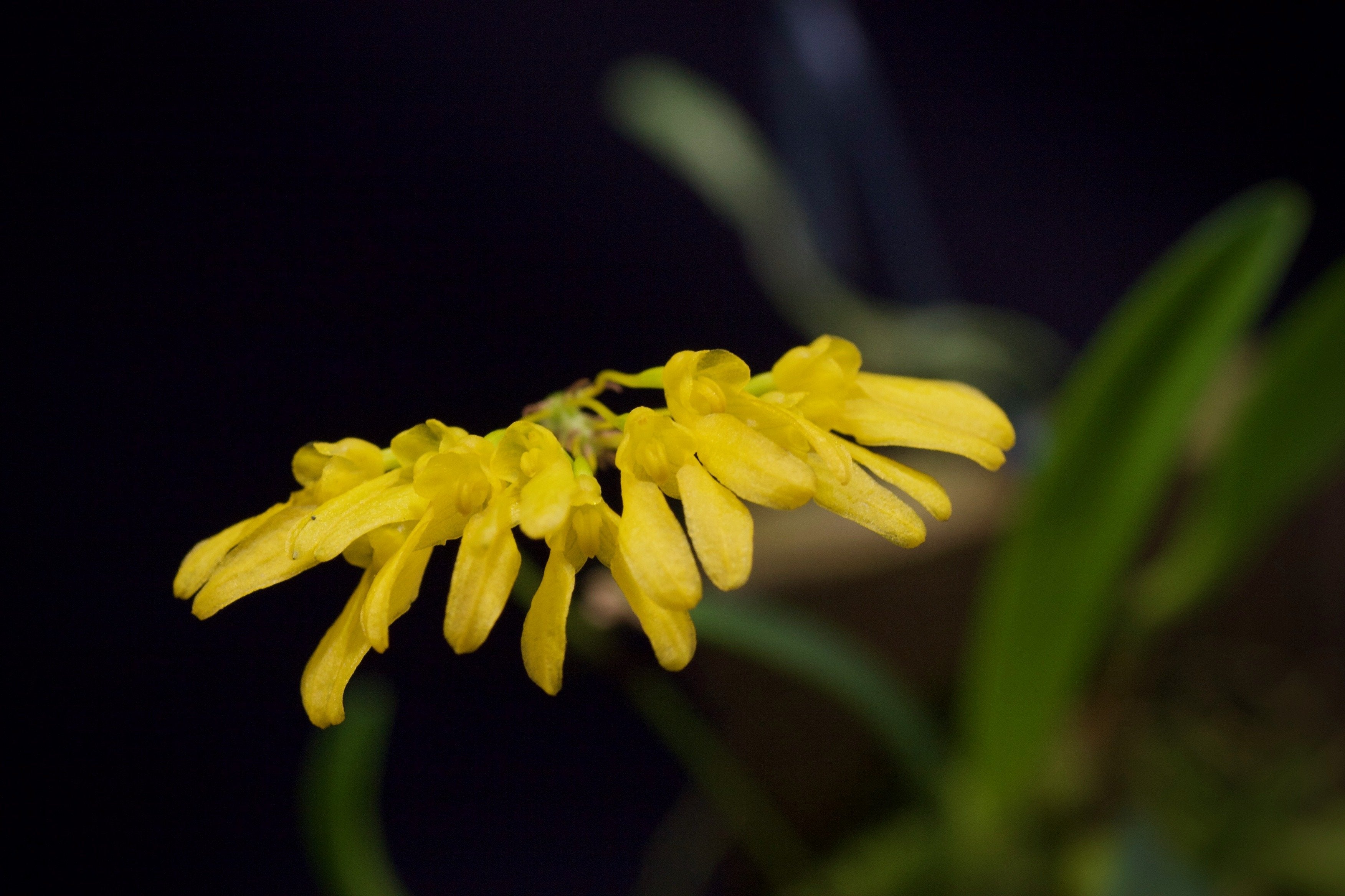 Bulbophyllum macroleum