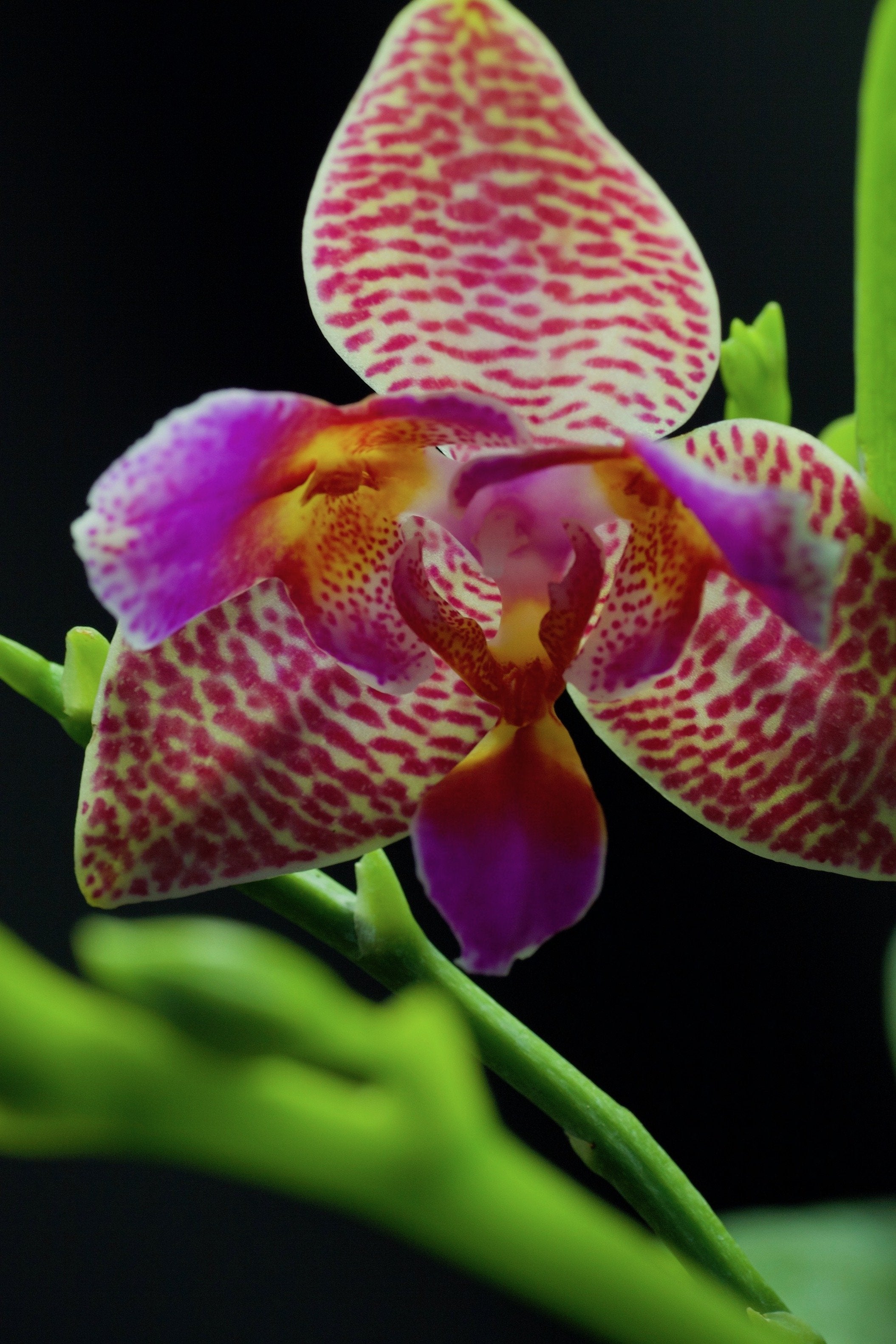 Phalaenopsis Joy Fairy Tale "Joy"