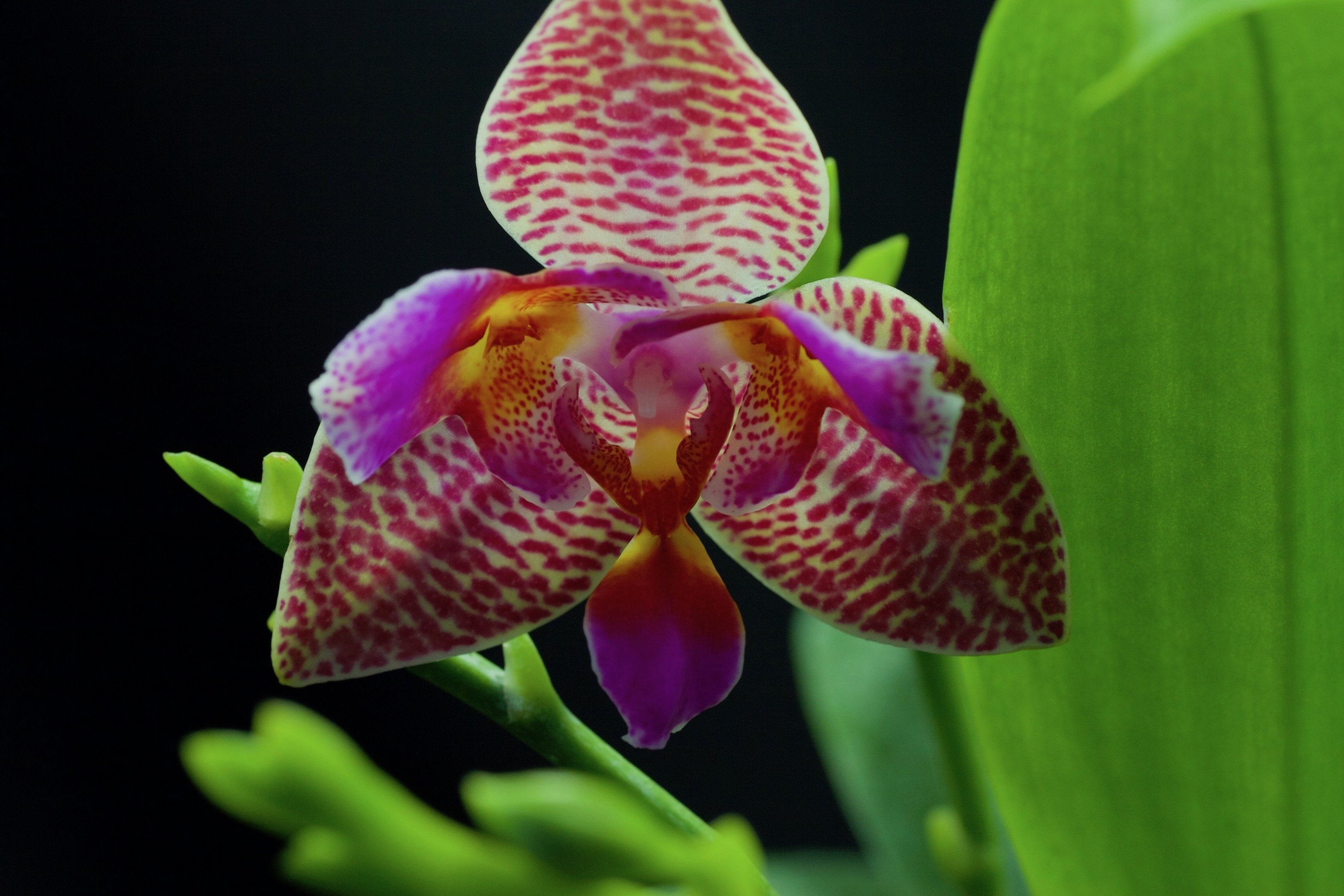 Phalaenopsis Joy Fairy Tale "Freude"
