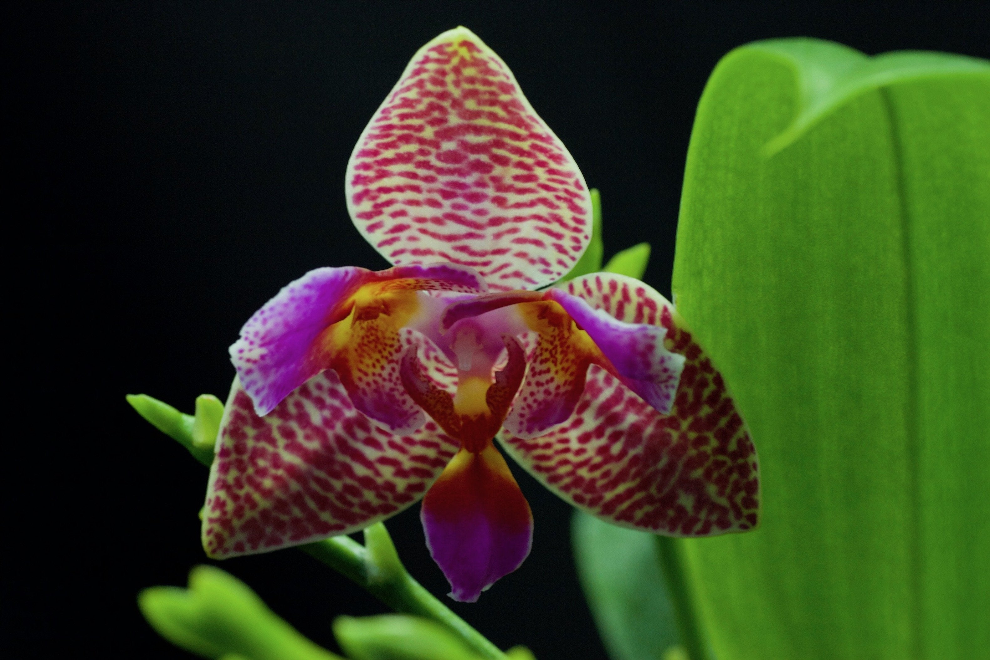Phalaenopsis Joy Fairy Tale "Freude"