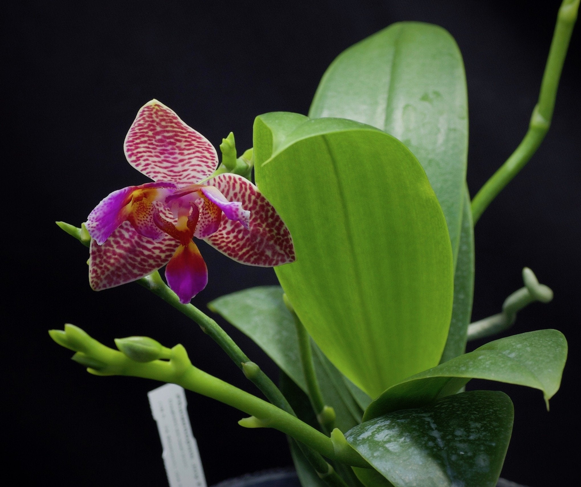 Phalaenopsis Joy Fairy Tale "Freude"