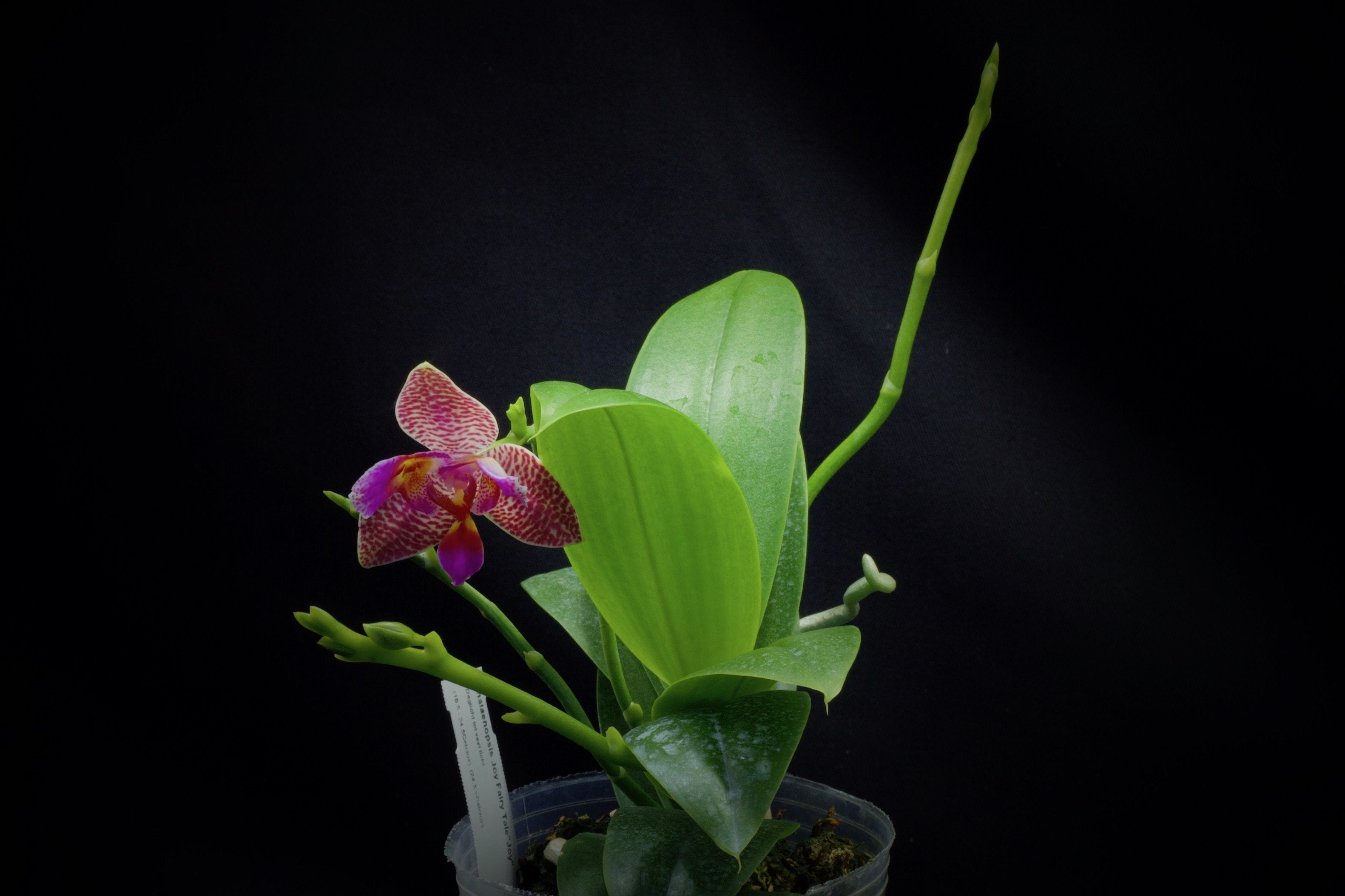 Phalaenopsis Joy Fairy Tale "Freude"