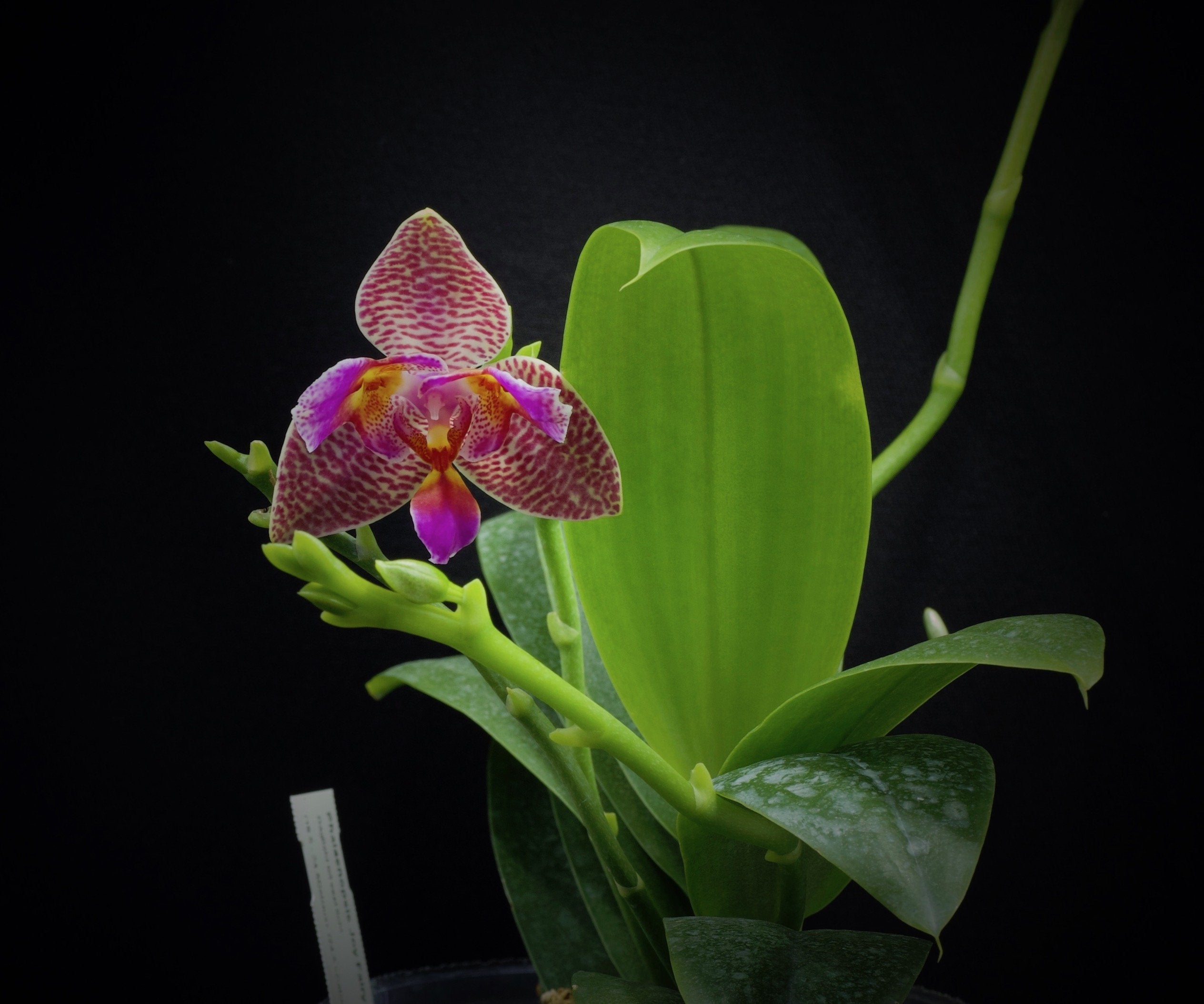 Phalaenopsis Joy Fairy Tale "Freude"