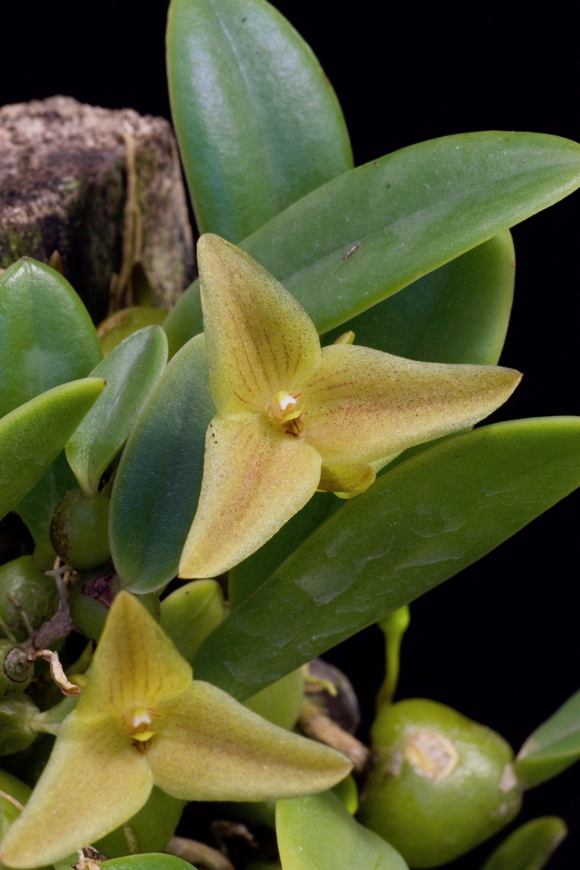 Trias oblonga "Groß"