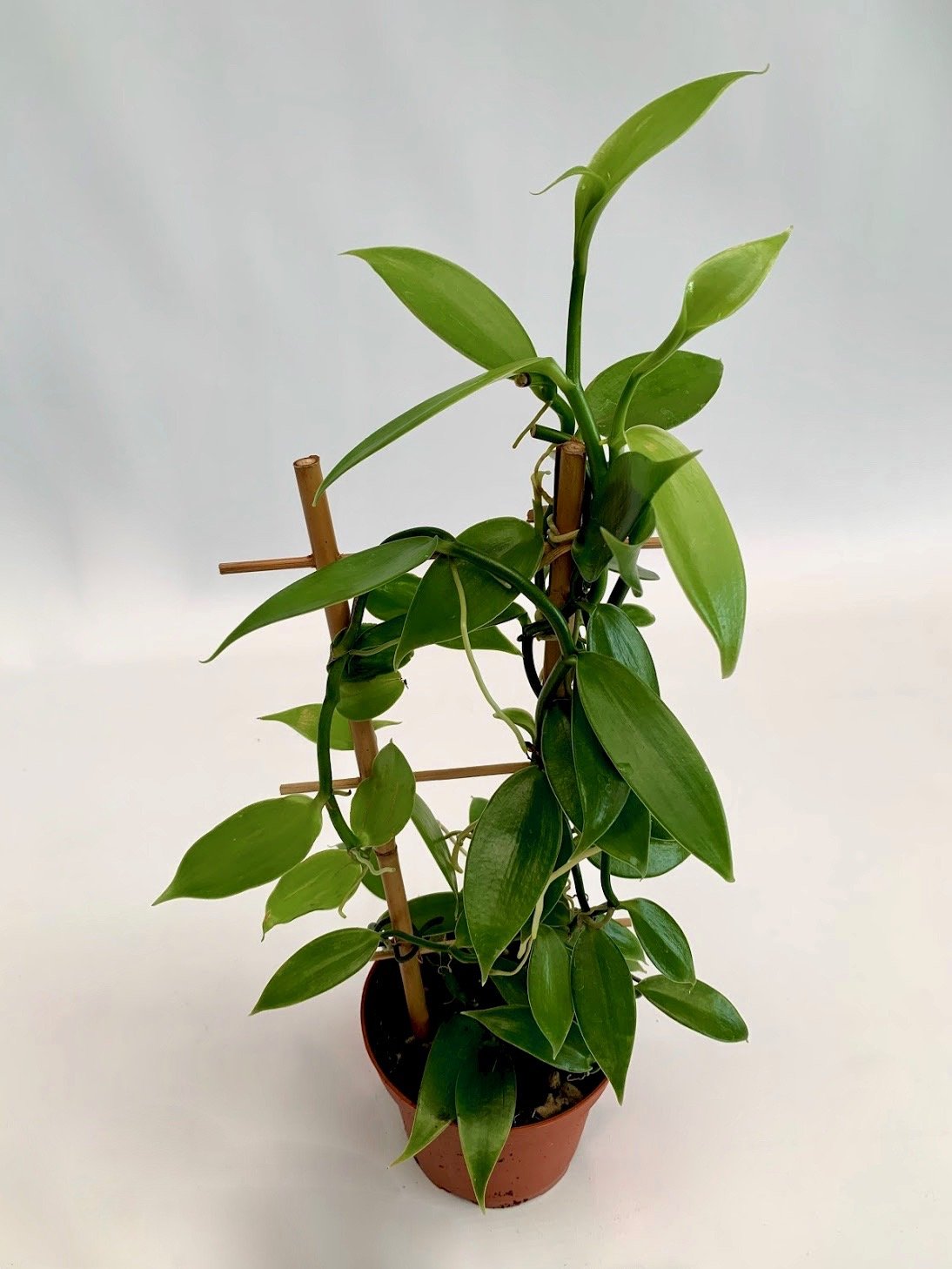 Vanilla planifolia "Green Leaves" small plant