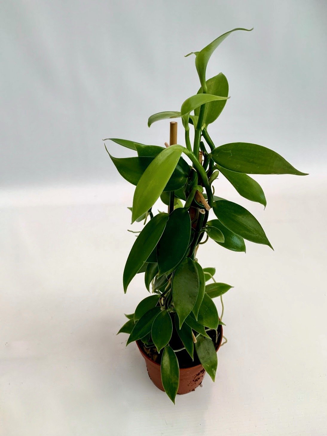 Vanilla planifolia "Green Leaves" small plant