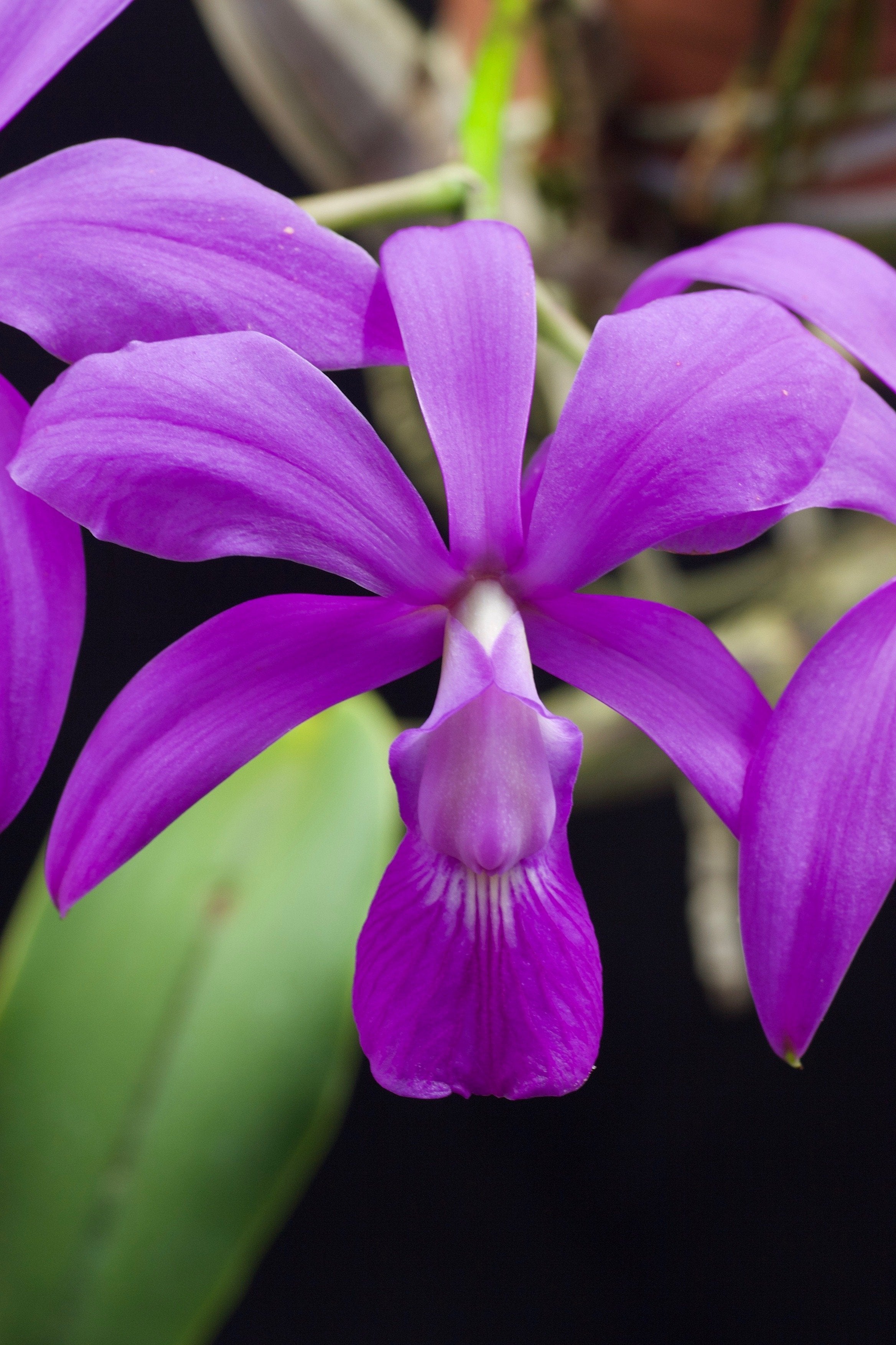 Cattleya walkeriana "Big"