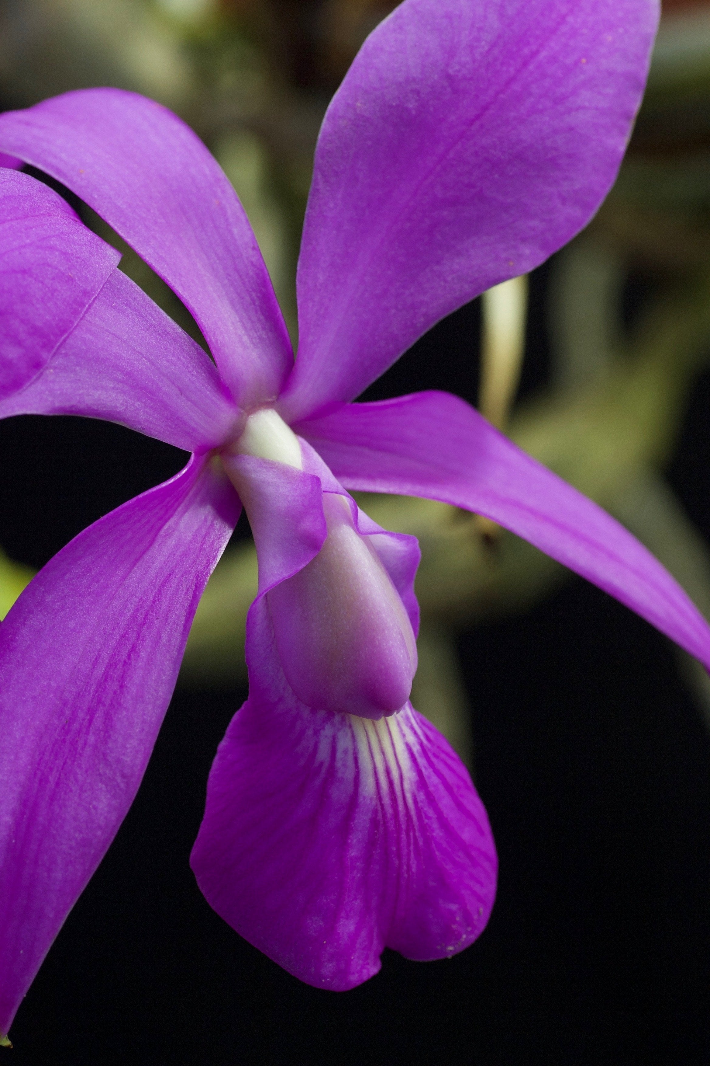 Cattleya walkeriana "Big"