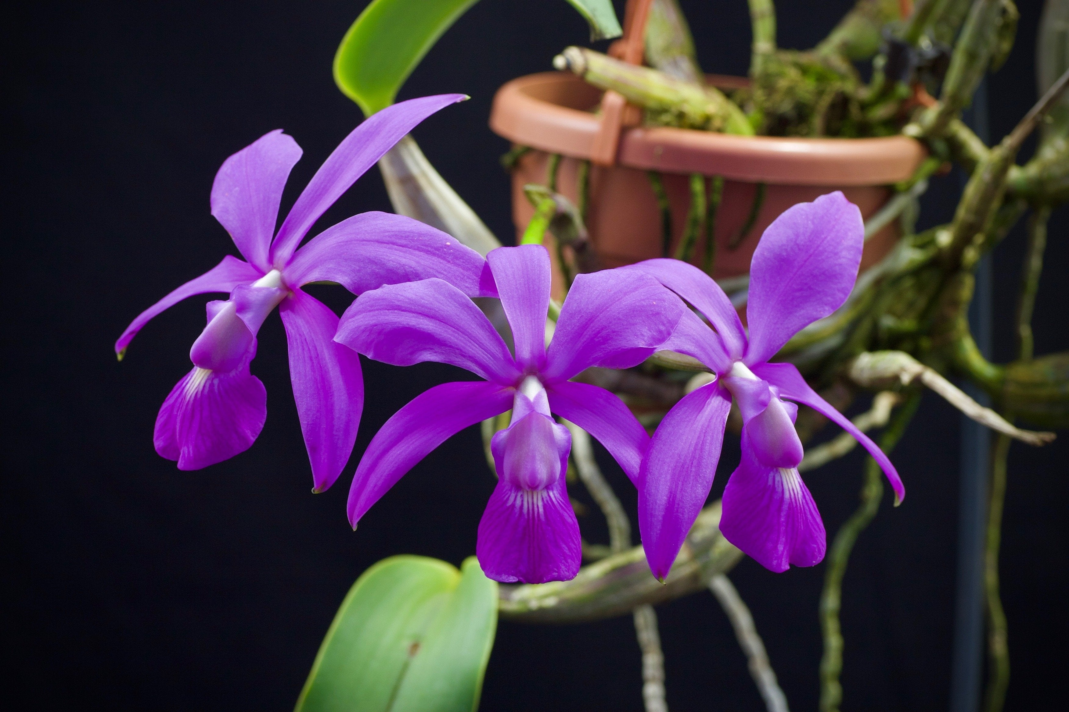 Cattleya walkeriana "Big"