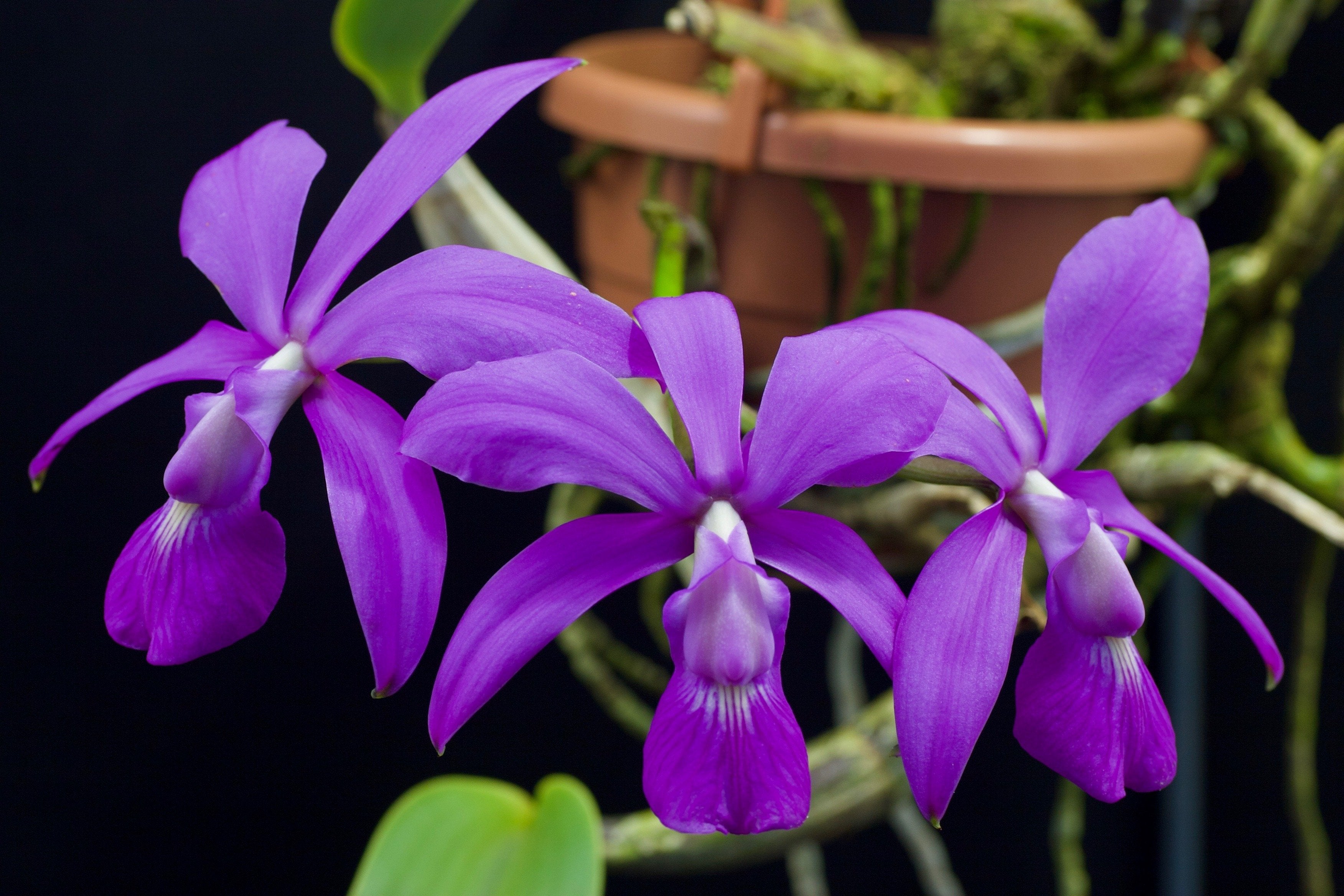 Cattleya walkeriana "Big"