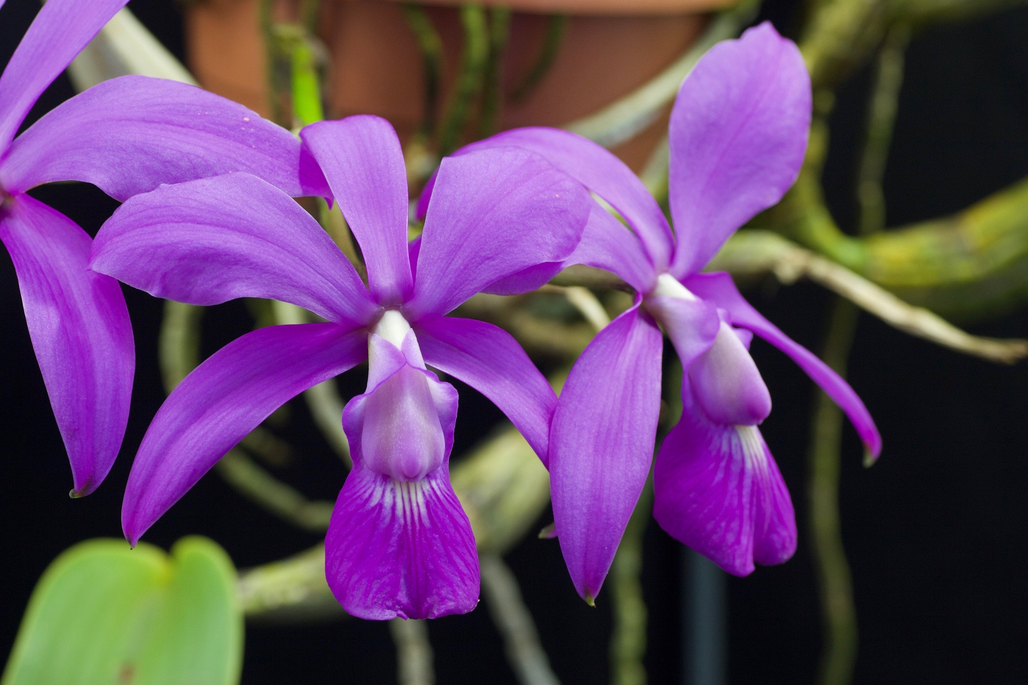 Cattleya walkeriana "Big"