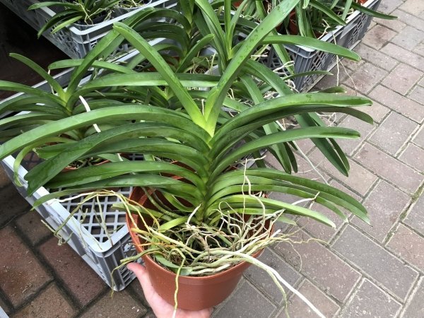 Vanda sanderiana (Big Plant)