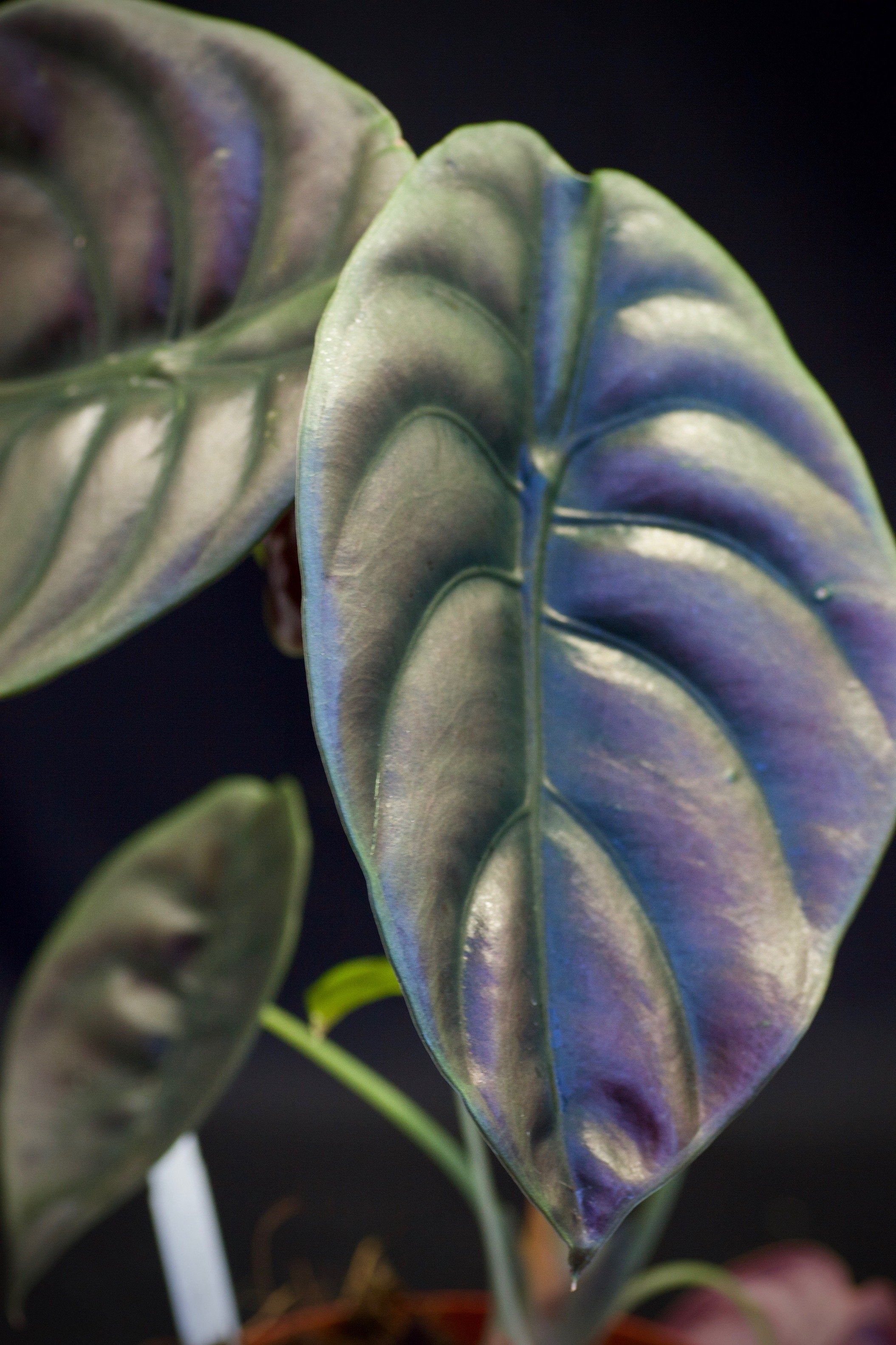 Alocasia cuprea "Red Dragon" (1-3 leaves) Baby plant