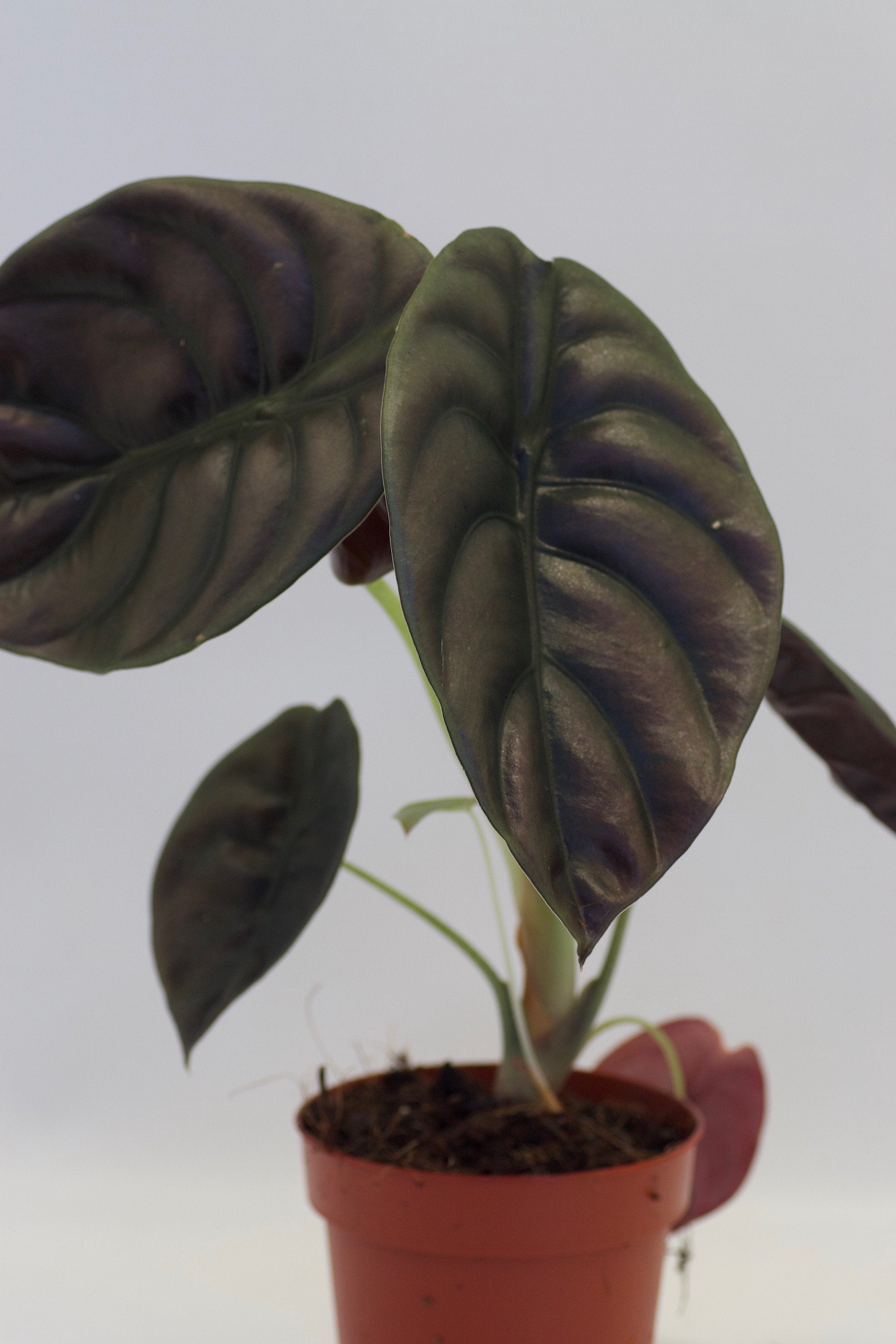 Alocasia cuprea "Red Dragon" (1-3 leaves) Baby plant