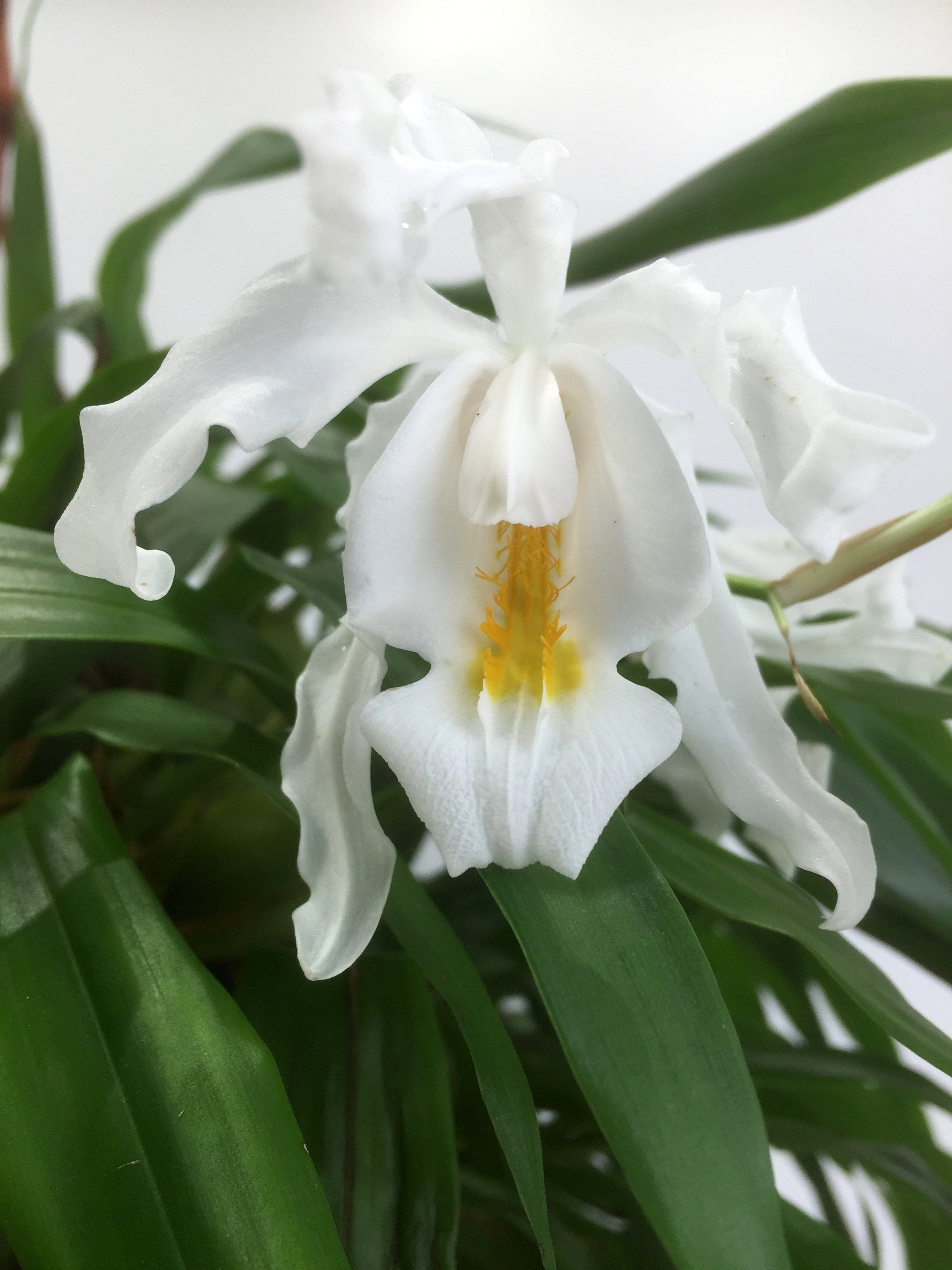 Coelogyne cristata