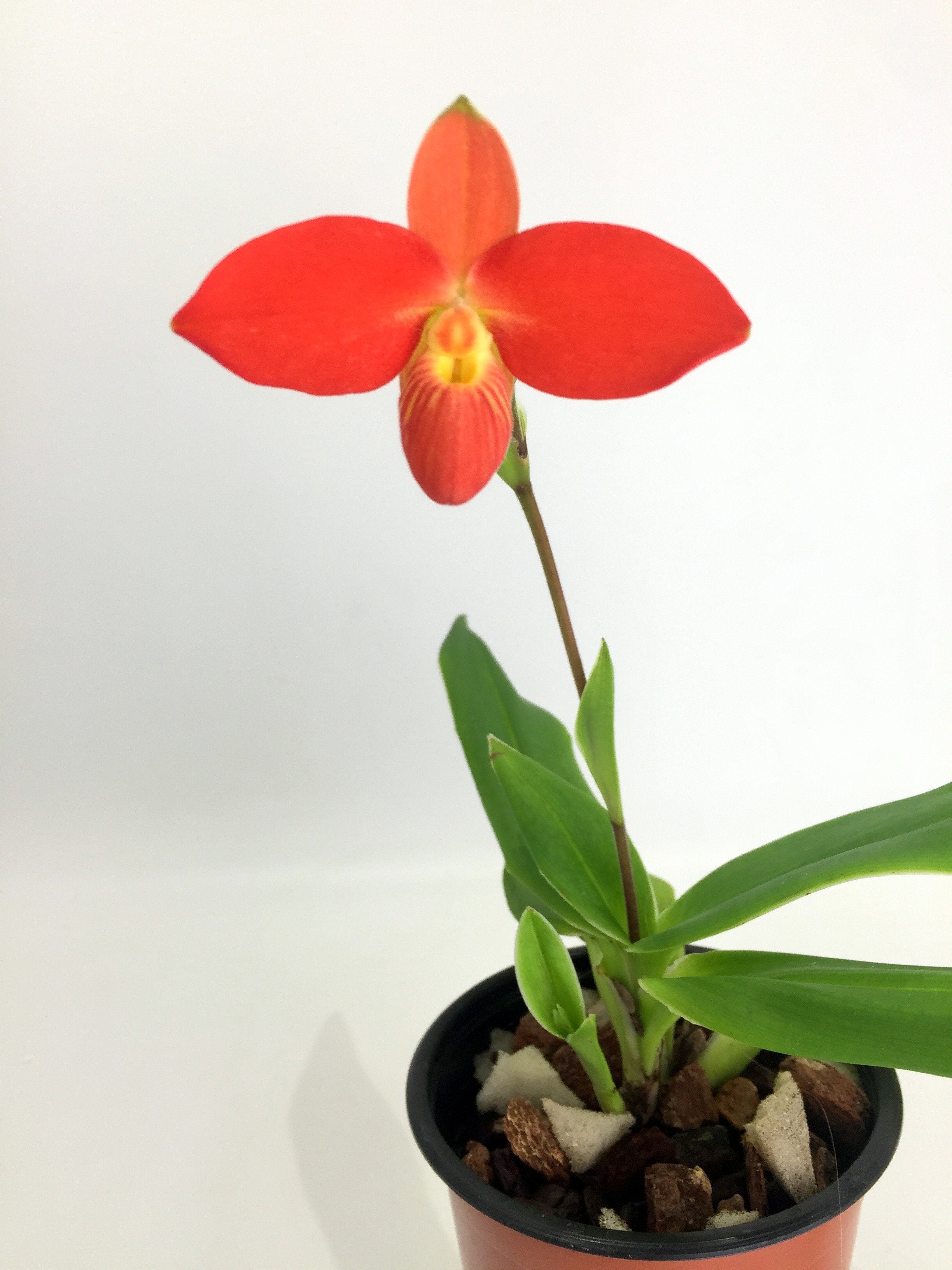 Phragmipedium besseae ''Special Compact type From Peru''