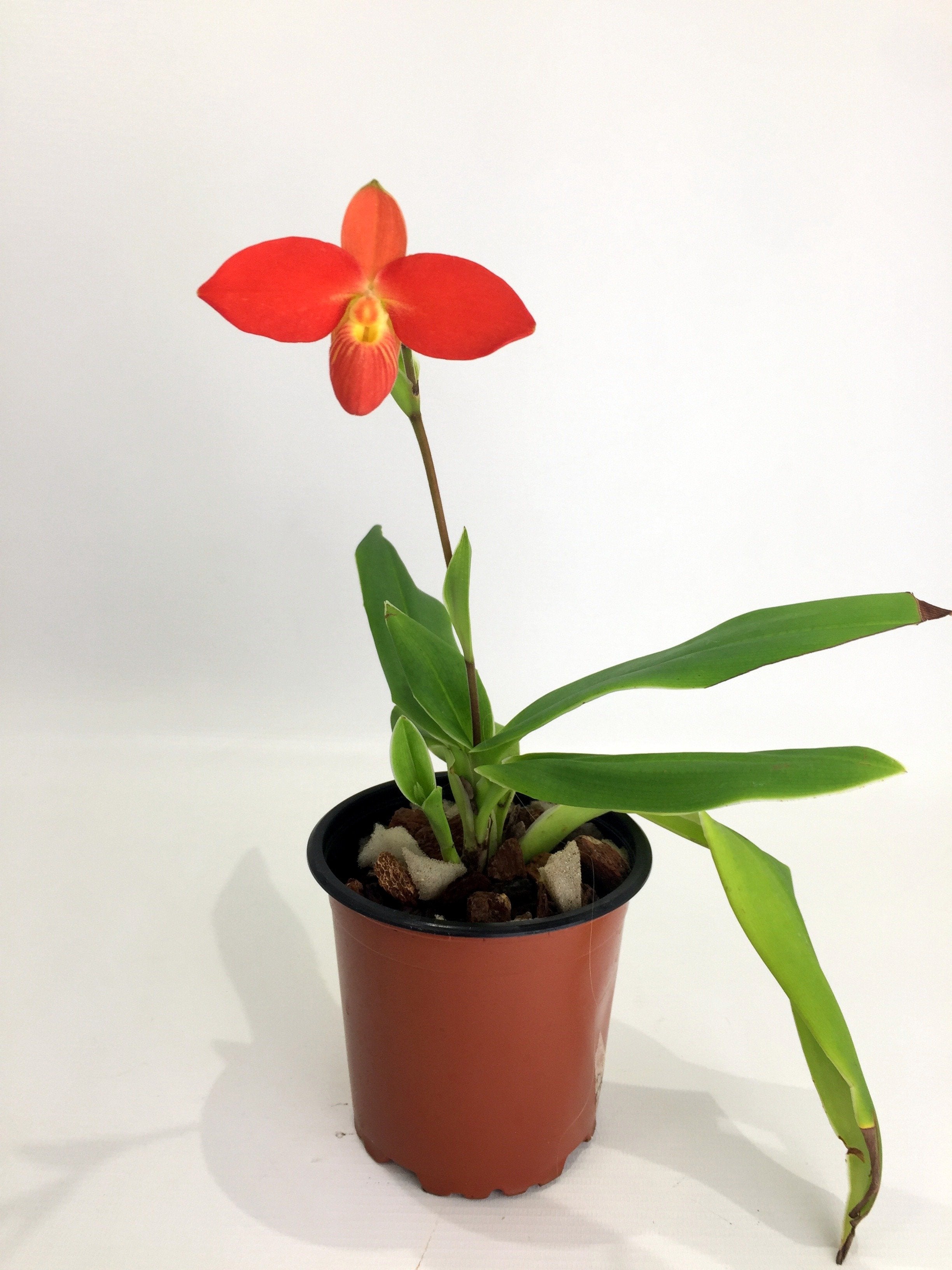 Phragmipedium besseae ''Special Compact type From Peru'' (Kleine Pflanze)