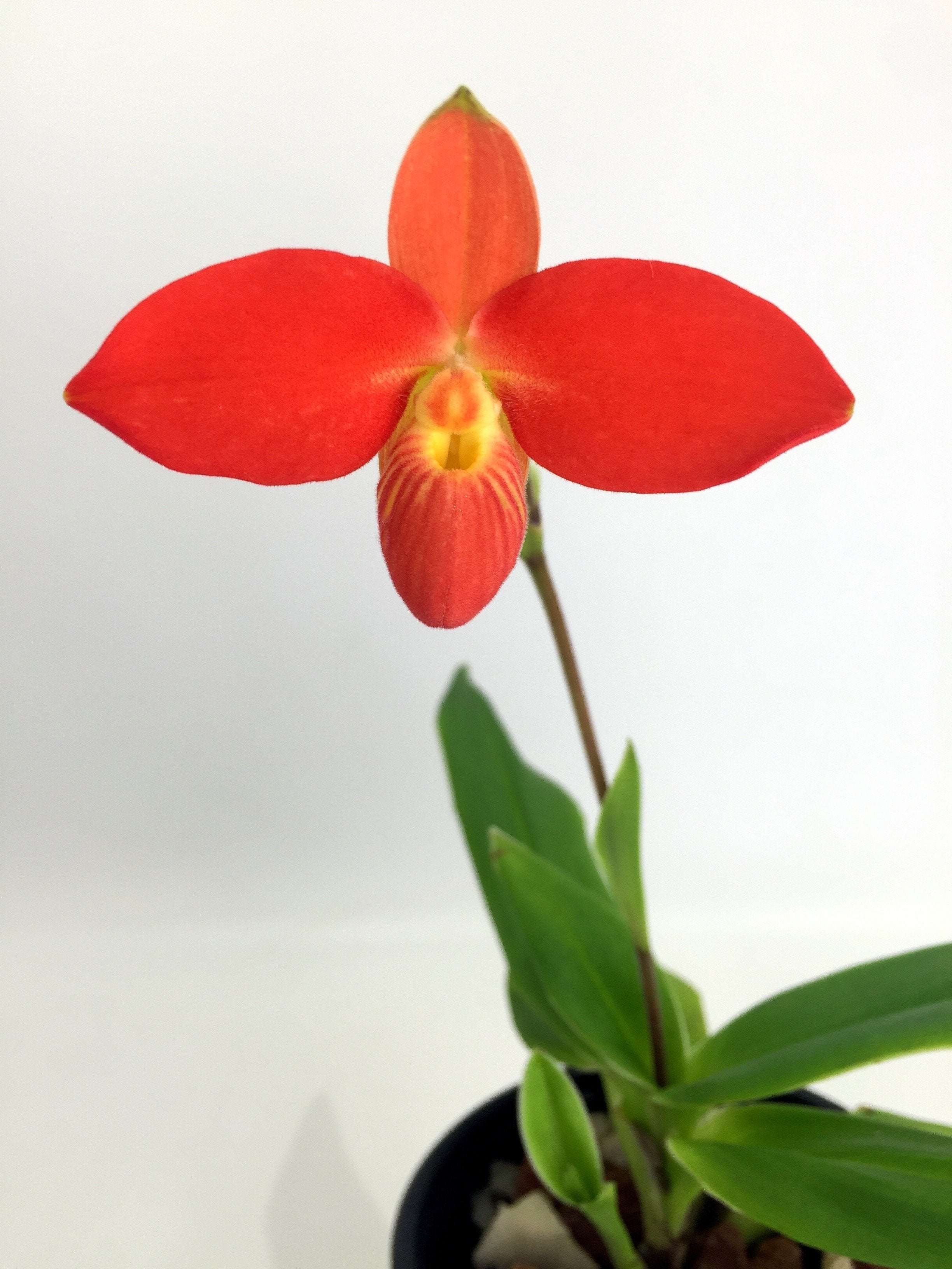 Phragmipedium besseae ''Special Compact type From Peru'' Small Plant