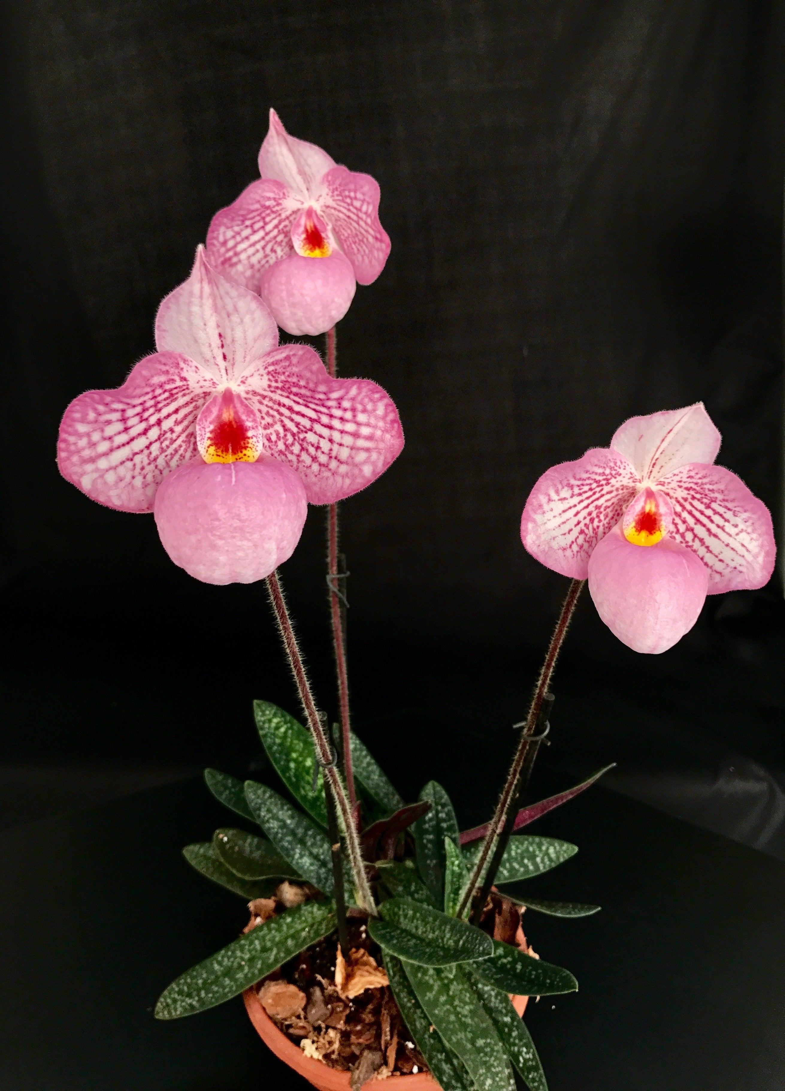 Paphiopedilum Zauberlaterne Rosa (P.Delenatii Vinicolor x Micranthum)