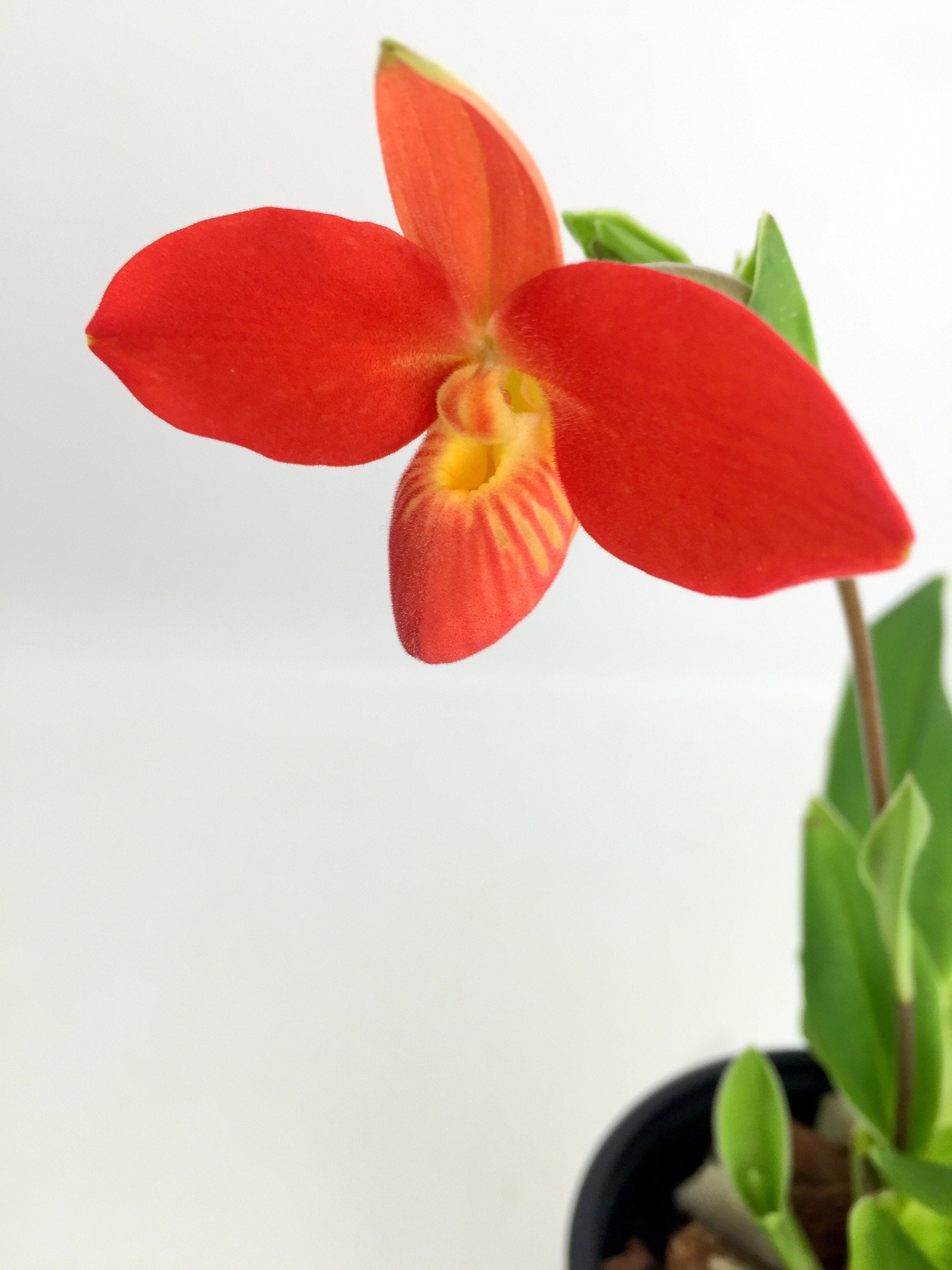 Phragmipedium besseae ''Special Compact type From Peru'' Big Plant
