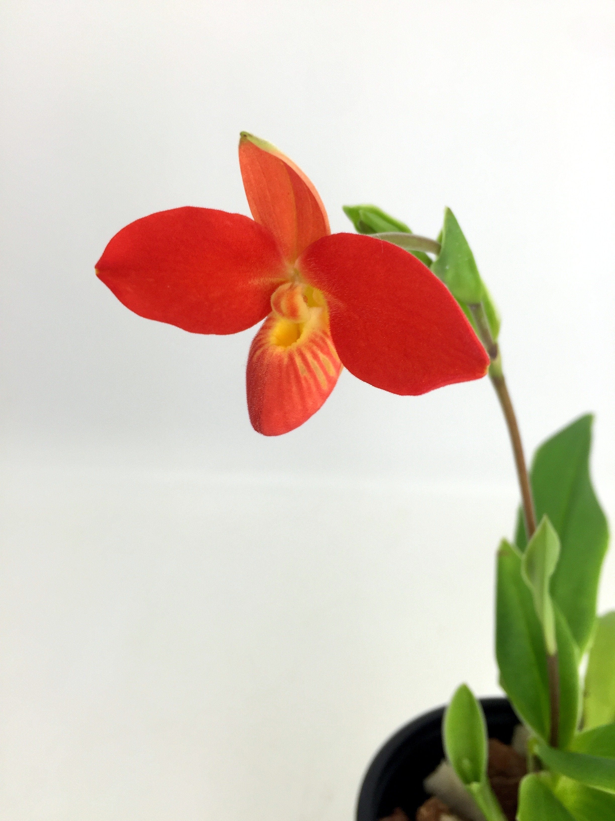 Phragmipedium besseae ''Special Compact type From Peru'' (Kleine Pflanze)