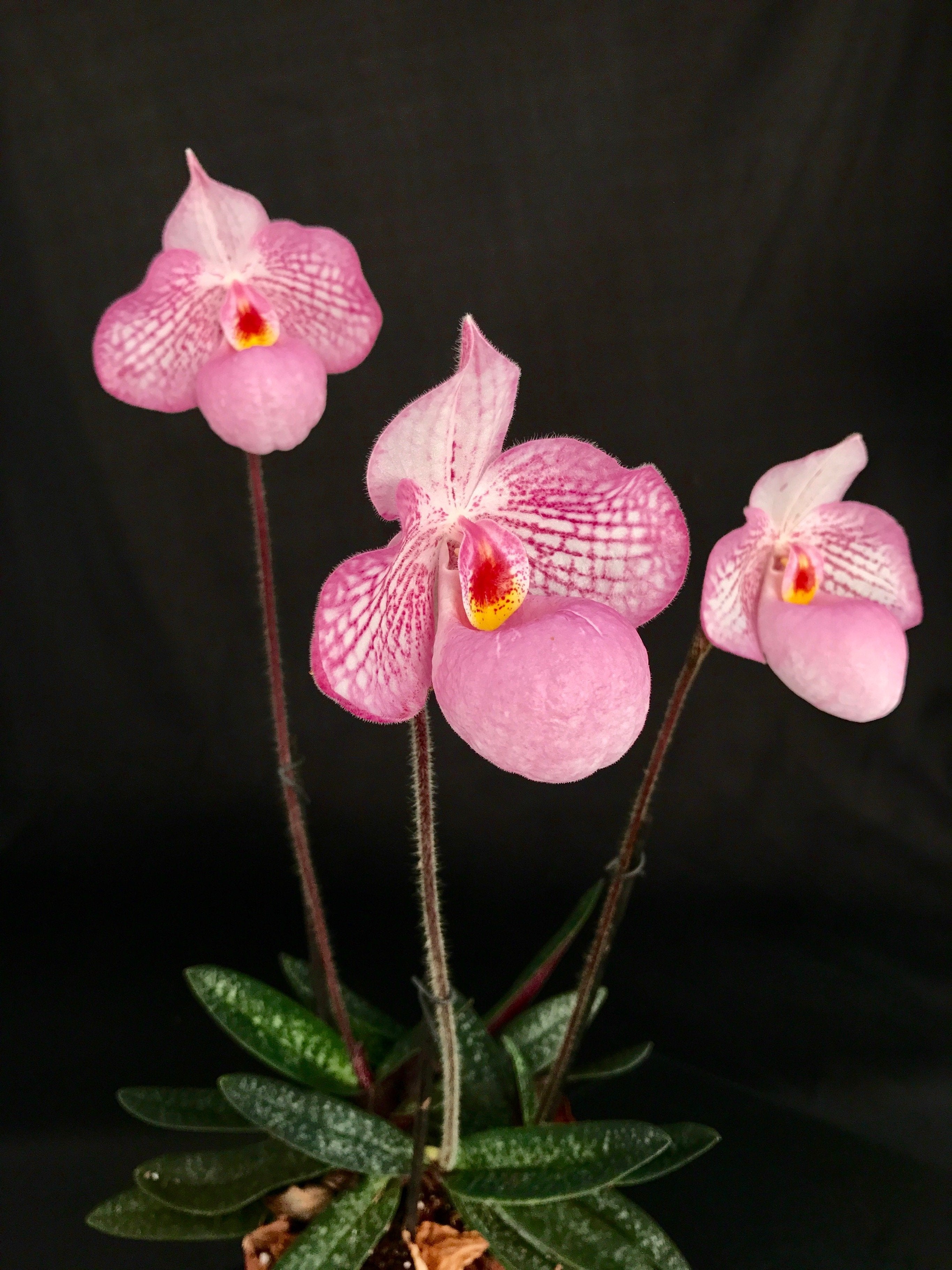 Paphiopedilum Zauberlaterne Rosa (P.Delenatii Vinicolor x Micranthum)