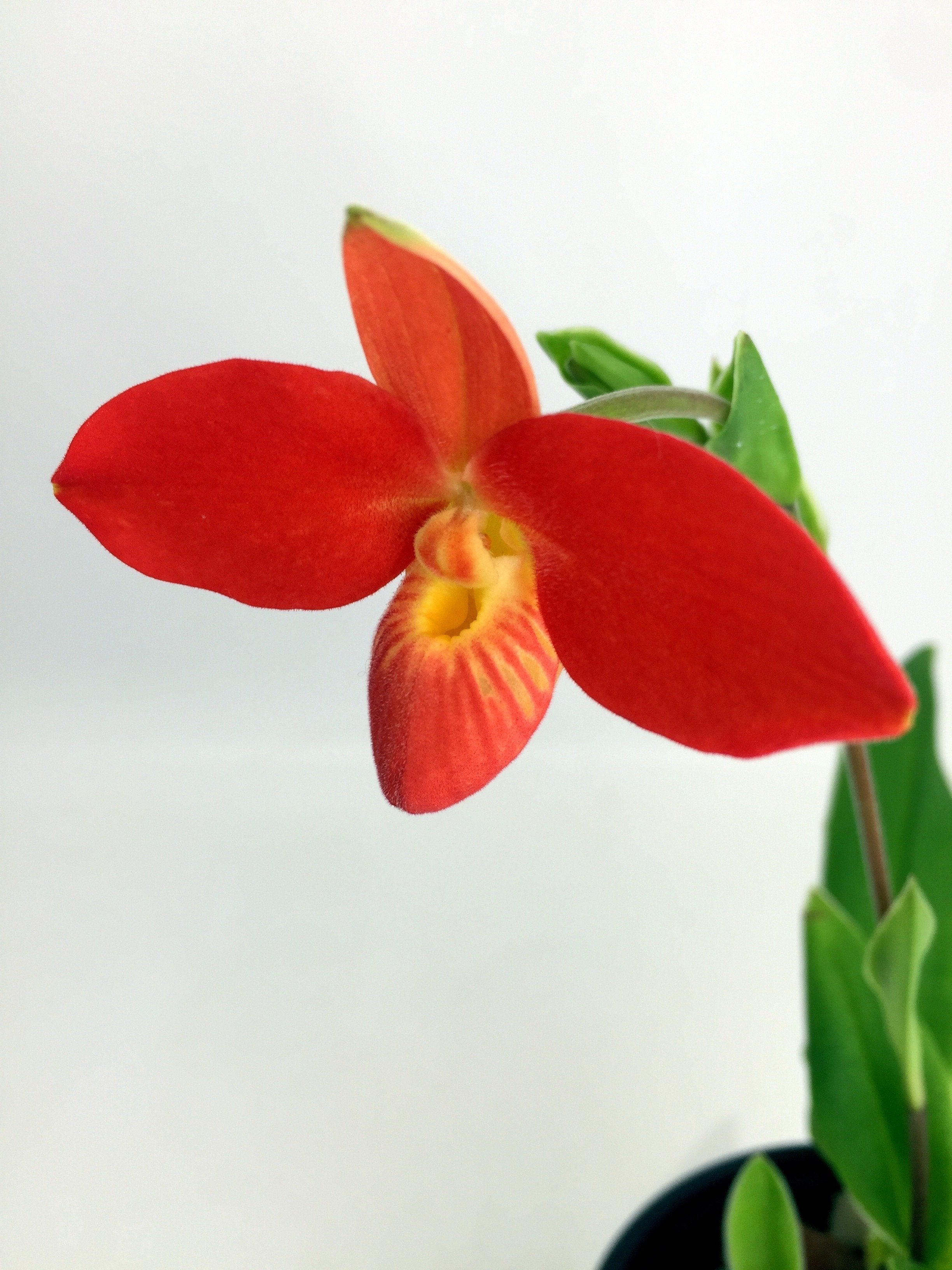 Phragmipedium besseae ''Special Compact type From Peru'' (Kleine Pflanze)