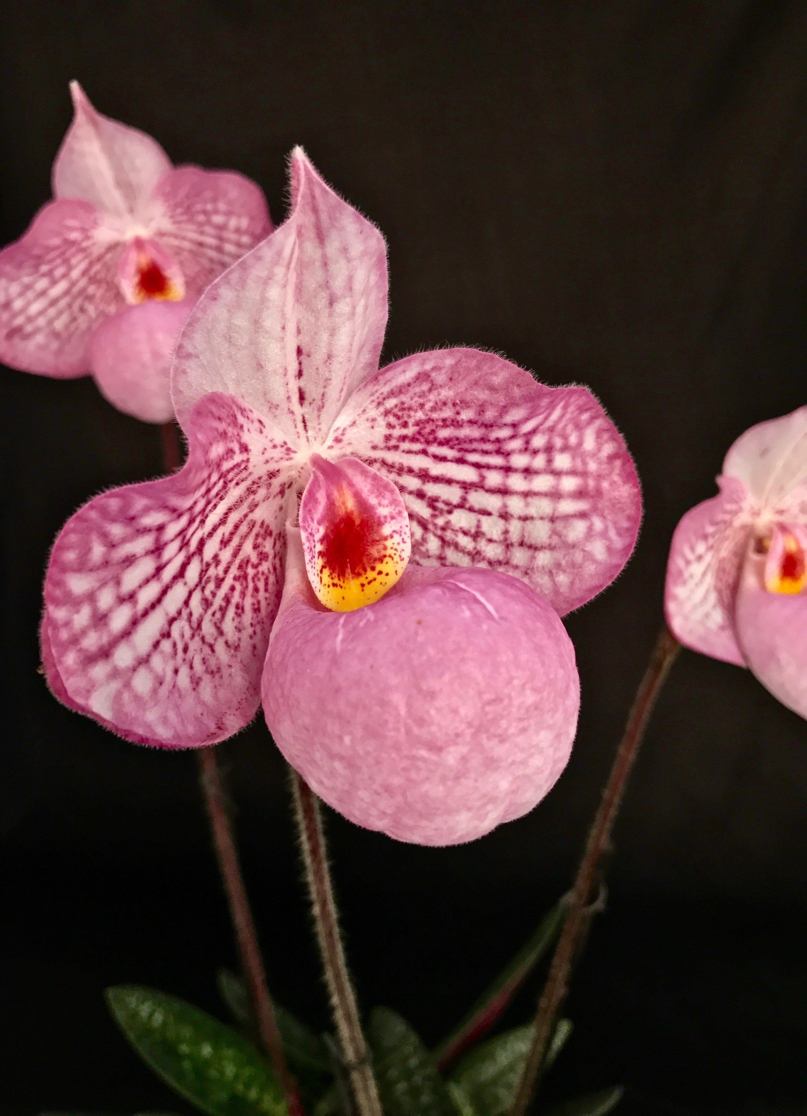 Paphiopedilum Zauberlaterne Rosa (P.Delenatii Vinicolor x Micranthum)