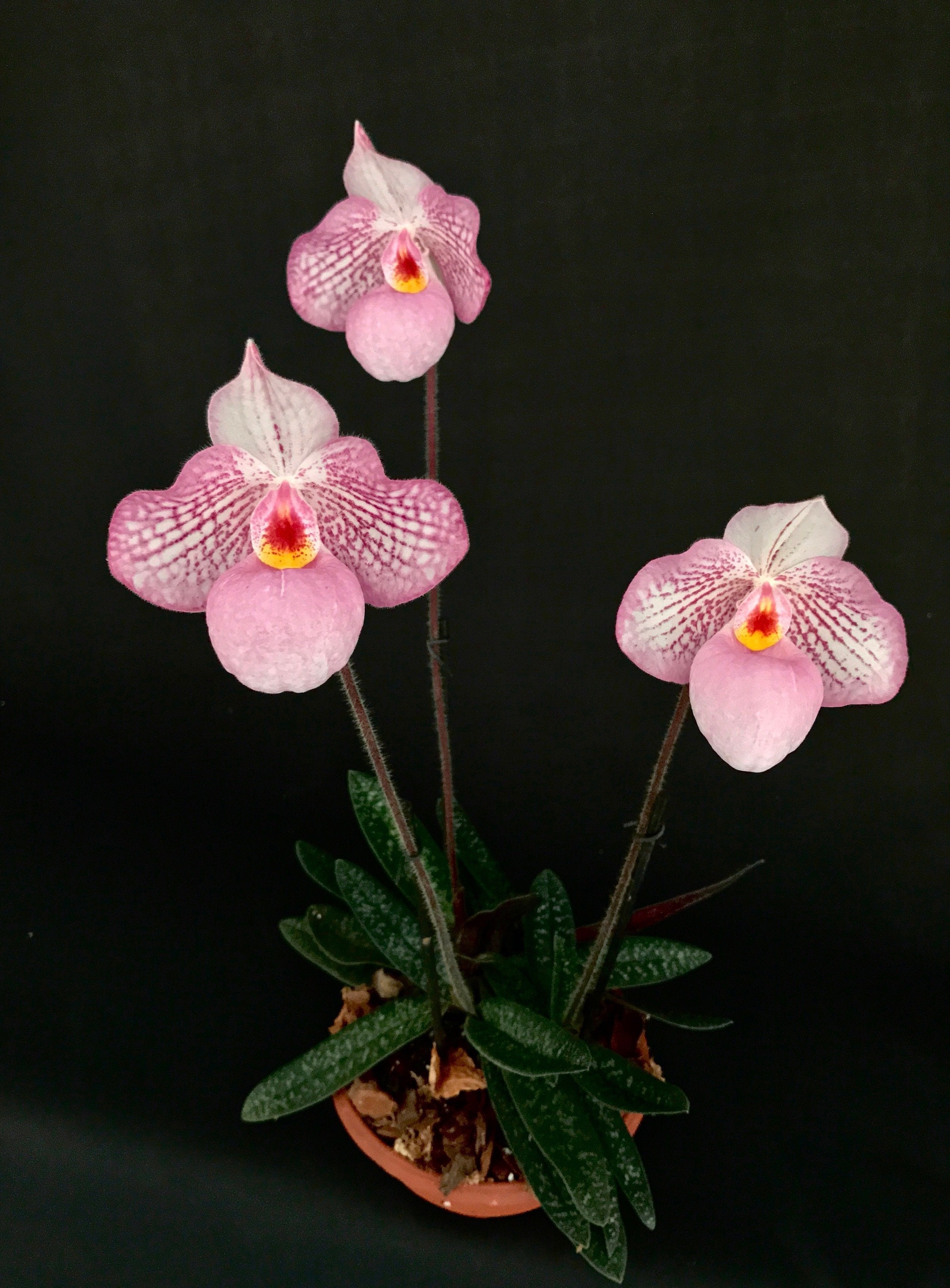 Paphiopedilum Zauberlaterne Rosa (P.Delenatii Vinicolor x Micranthum)