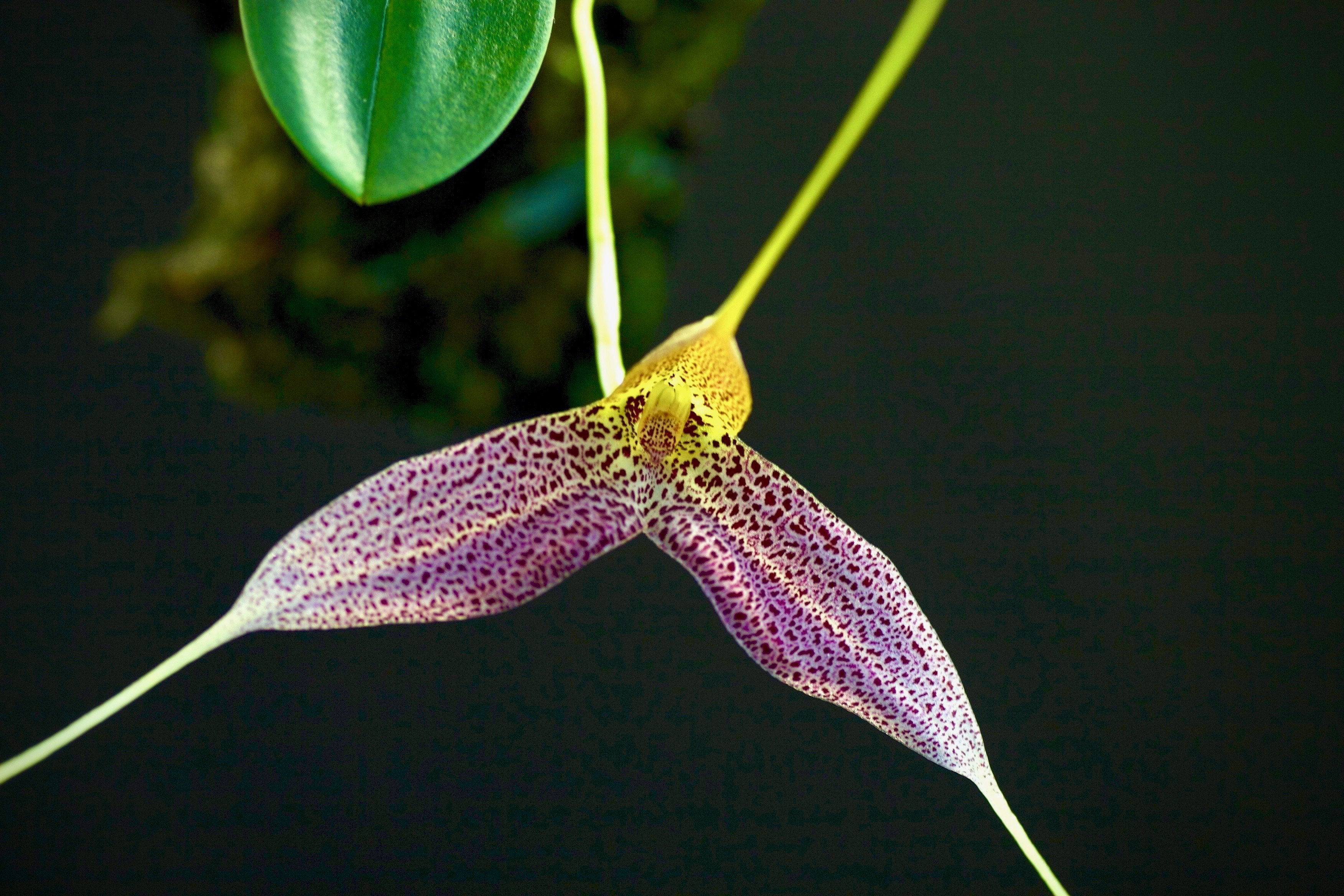 Masdevallia decumana
