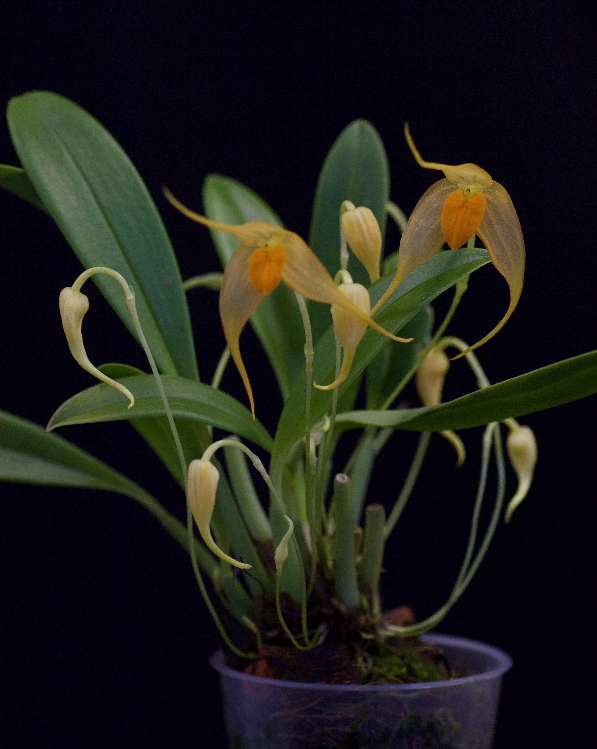 Bulbophyllum ankylochele