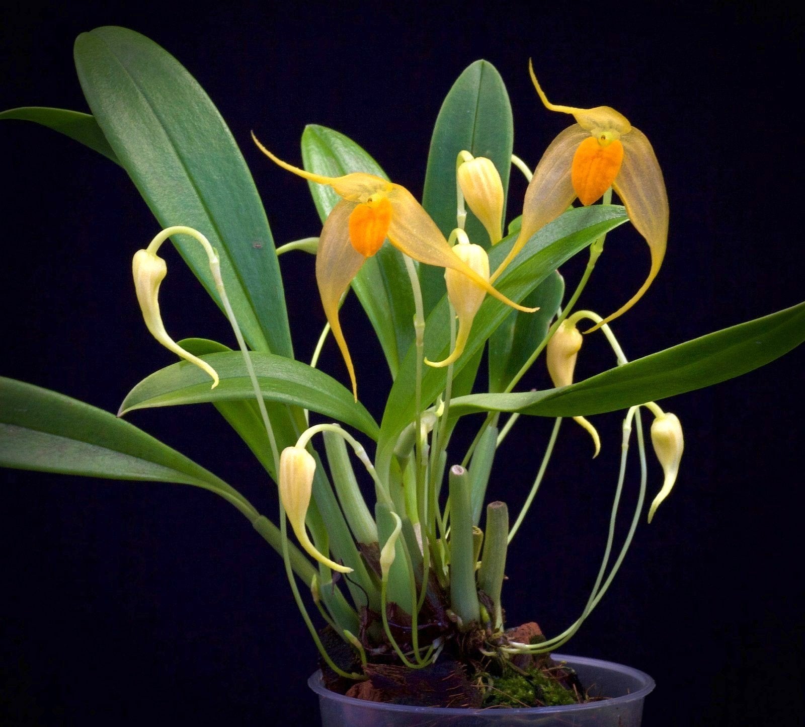 Bulbophyllum ankylochele