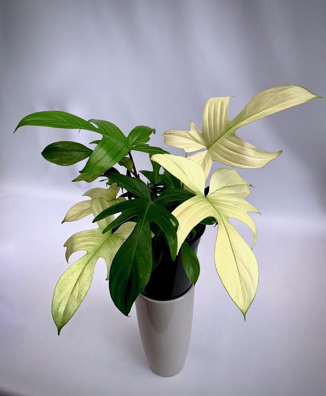 Philodendron "Florida Ghost" (Very Limited Available) 'Small Plant'