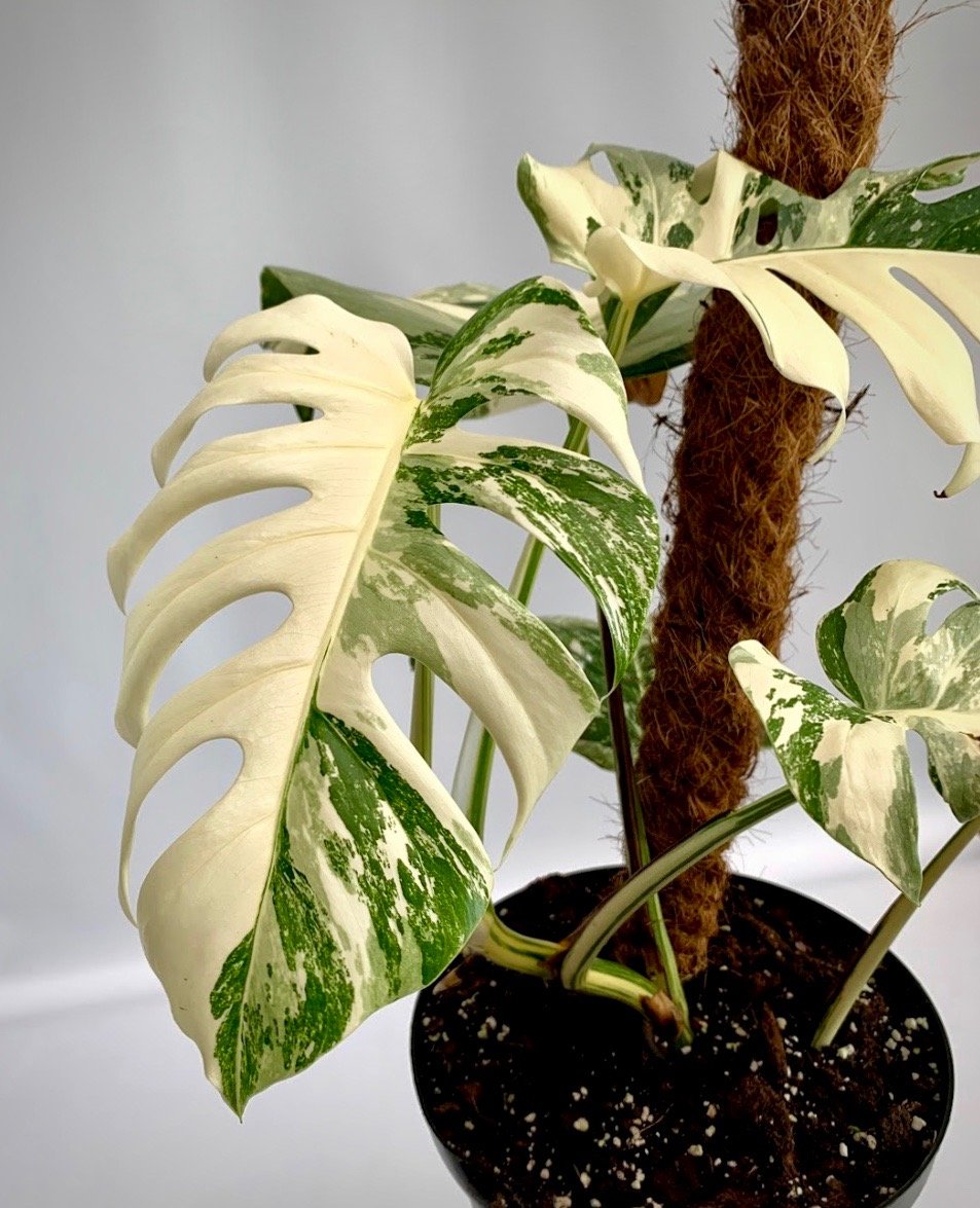 Monstera deliciosa Variegata albo (special really white edition)