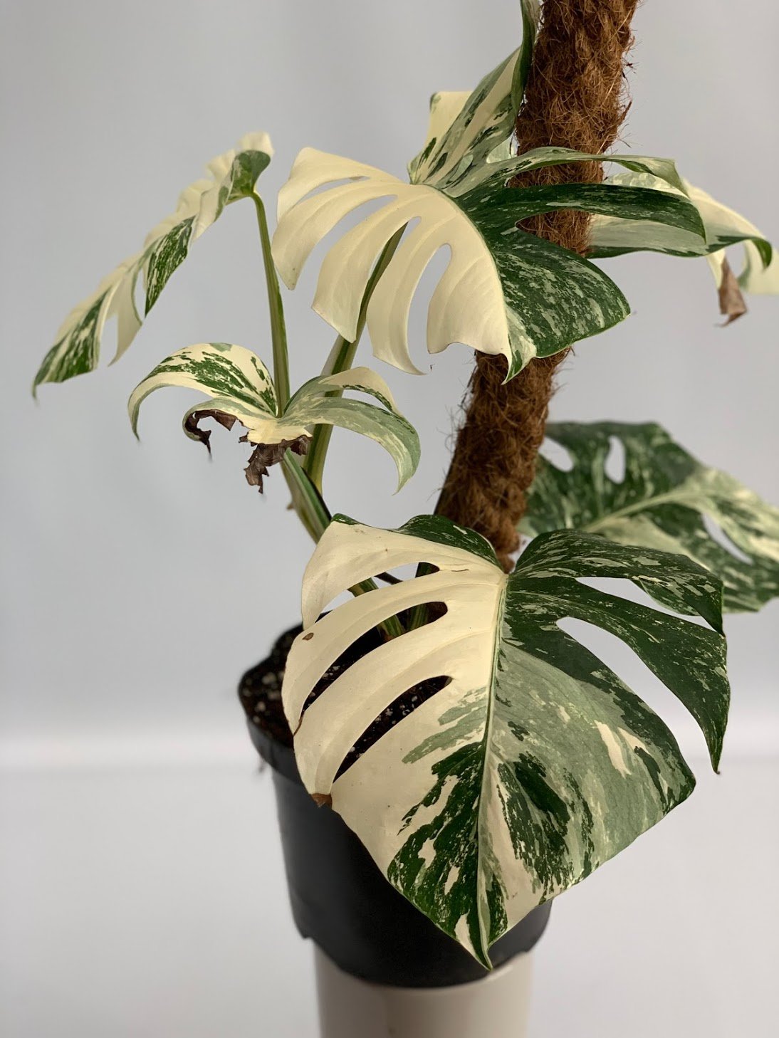Monstera deliciosa Variegata albo (special really white edition)