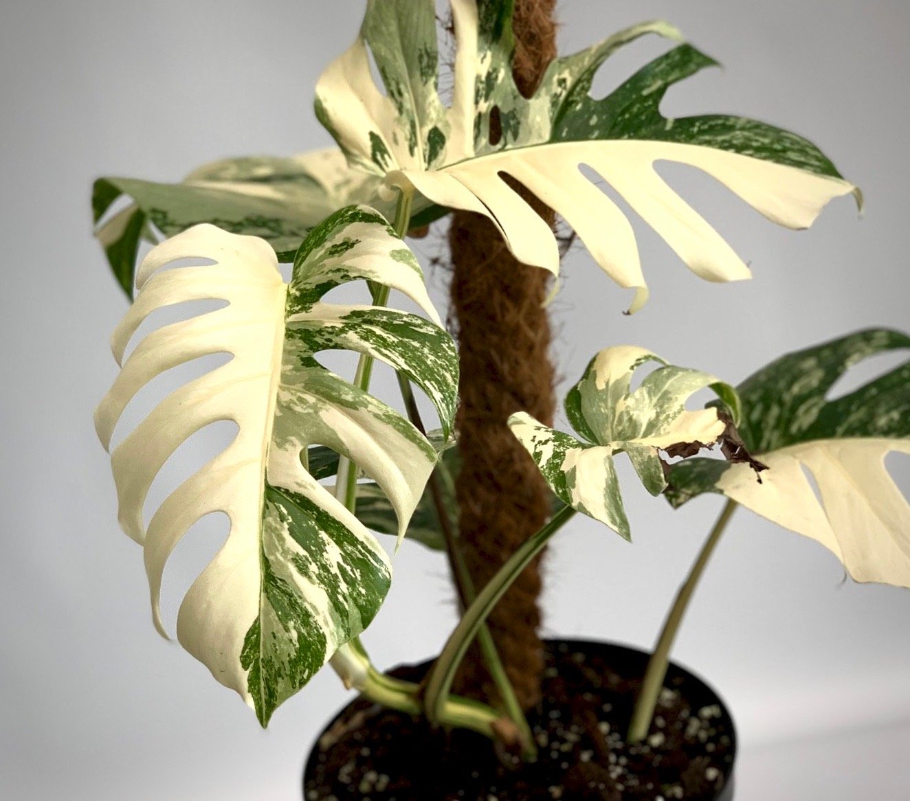 Monstera deliciosa Variegata albo (special really white edition)