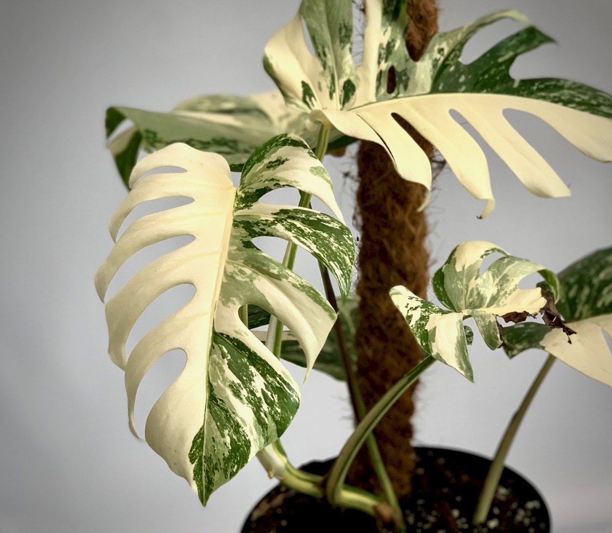 Monstera deliciosa Variegata albo (special really white edition)