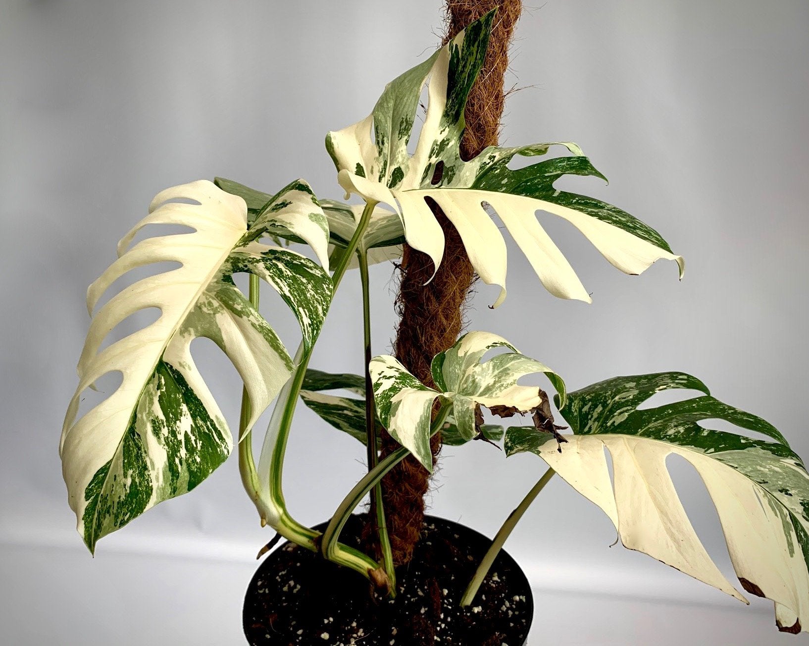 Monstera deliciosa Variegata albo (special really white edition)