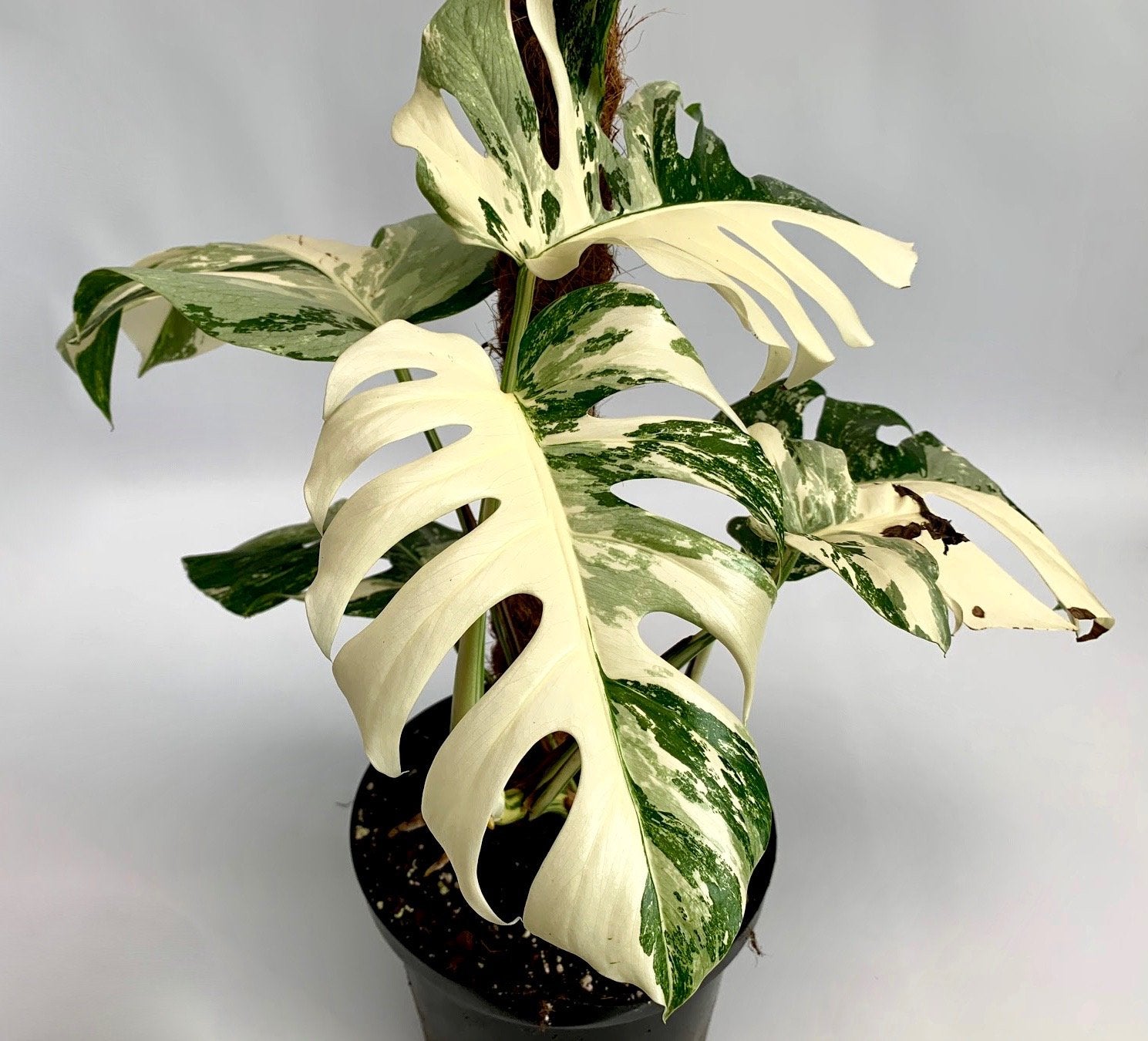 Monstera deliciosa Variegata albo (special really white edition)