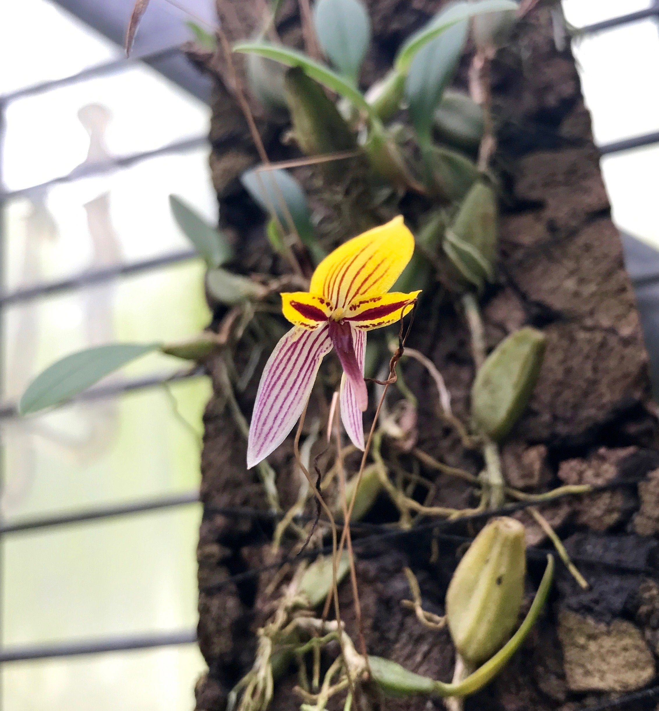 Bulbophyllum bolsteri