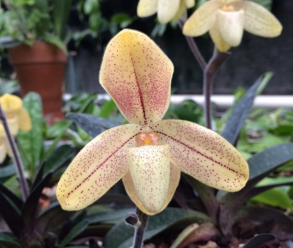 Paphiopedilum concolor var. striatum