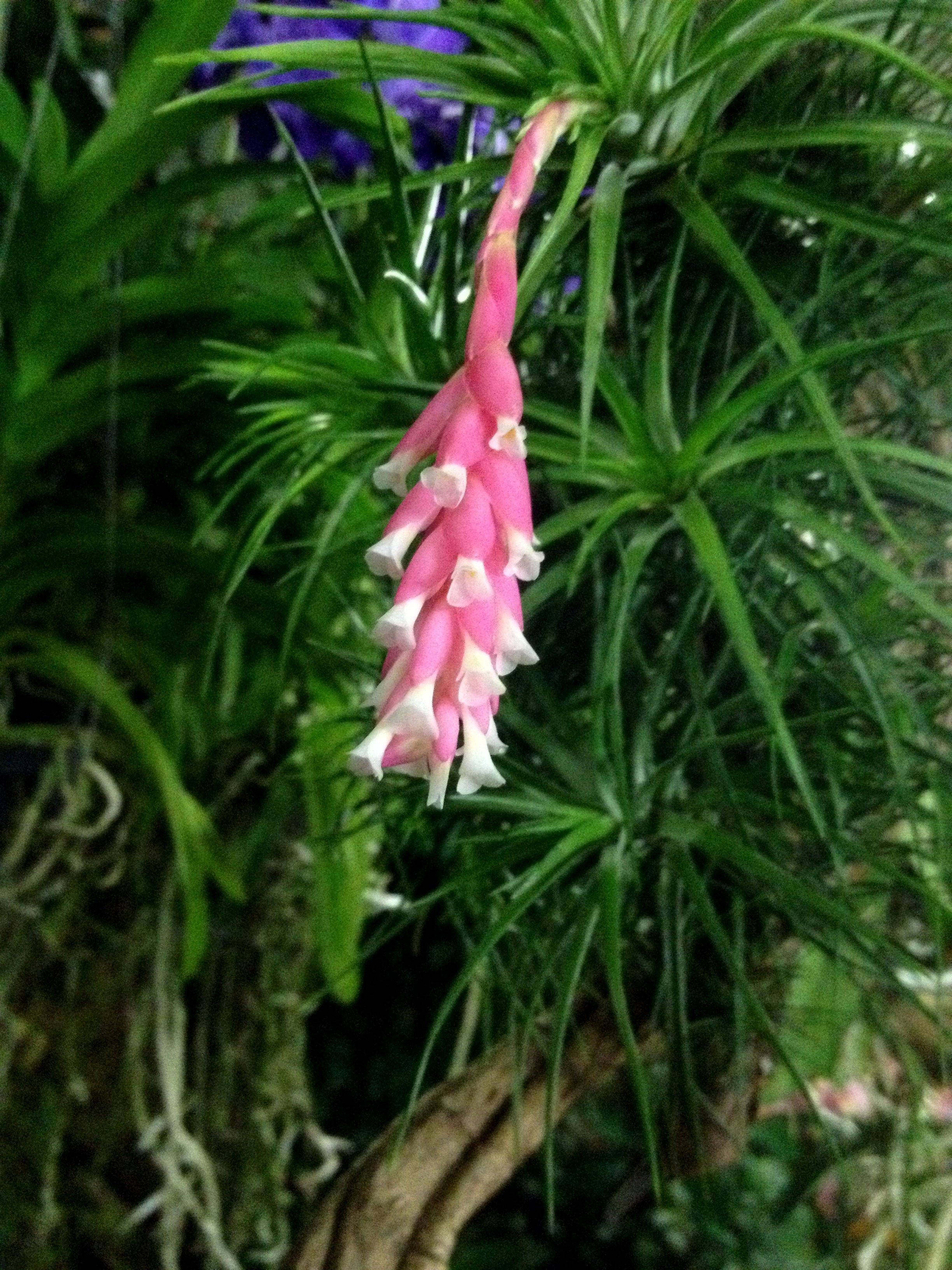 Tillandsia tenuifolia