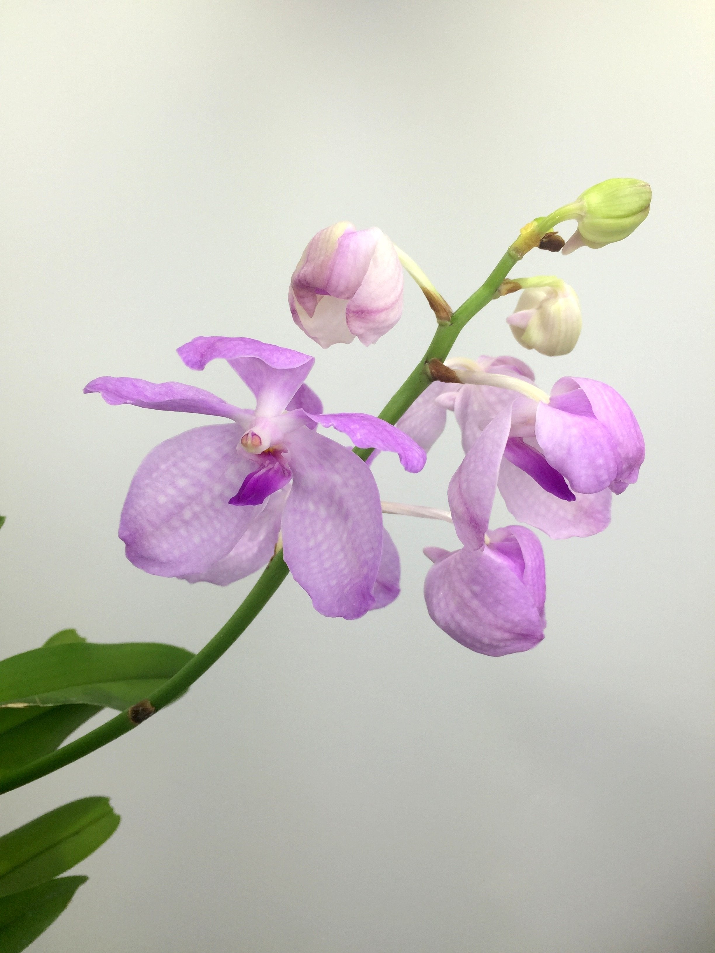 Vanda coerulea "Pink"Big Plant