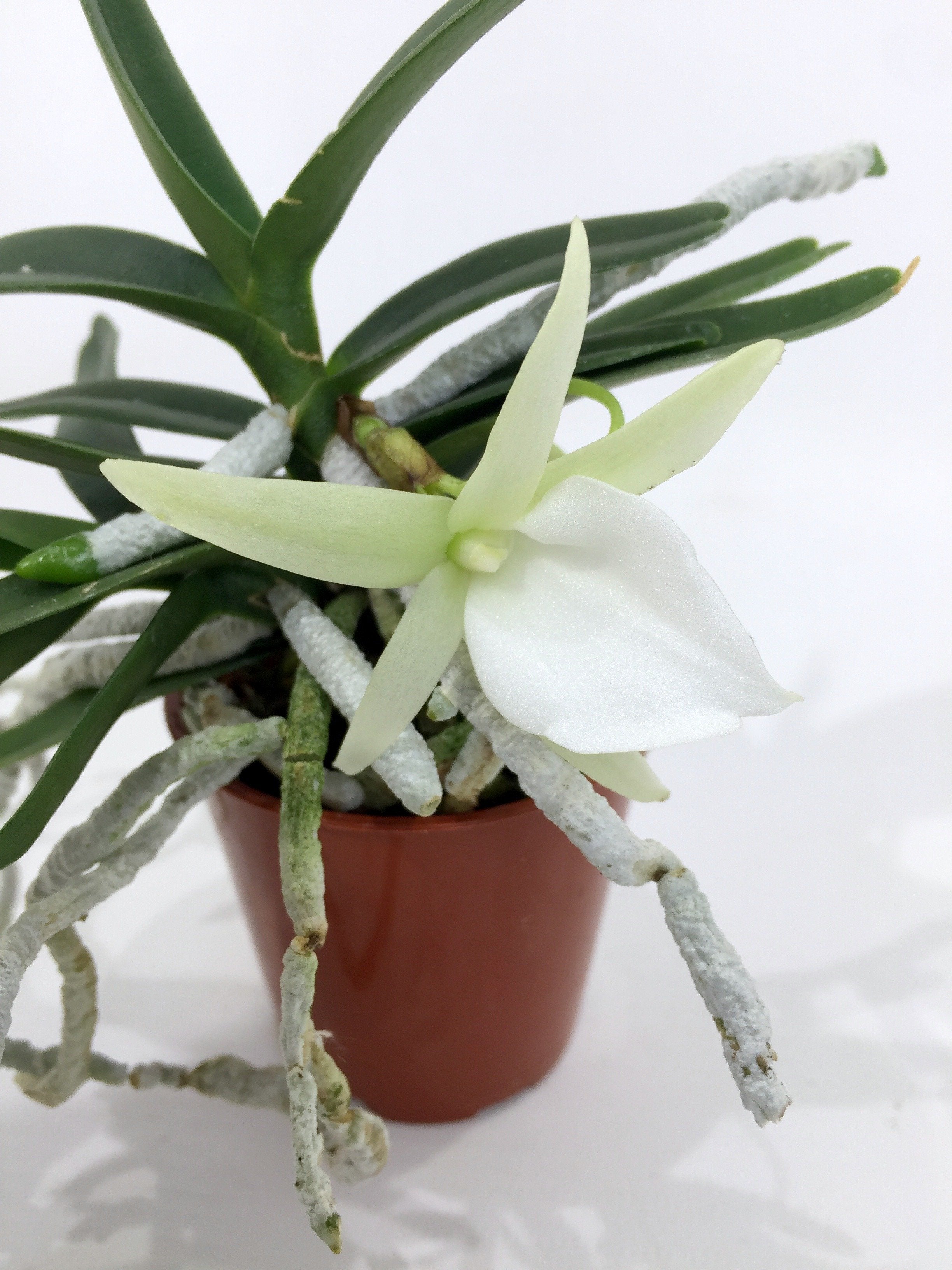 Angraecum didieri "Big"