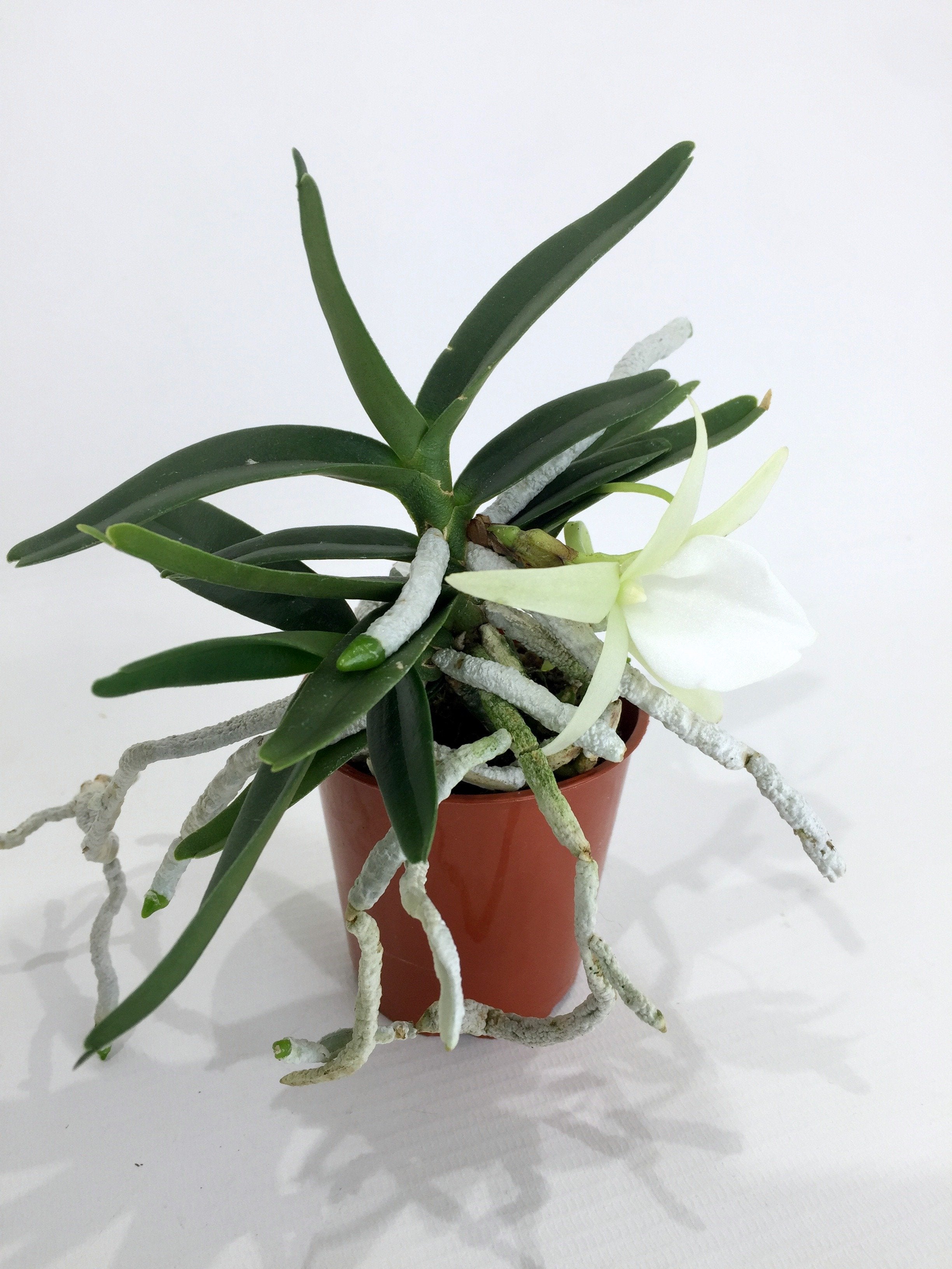 Angraecum didieri "Big"